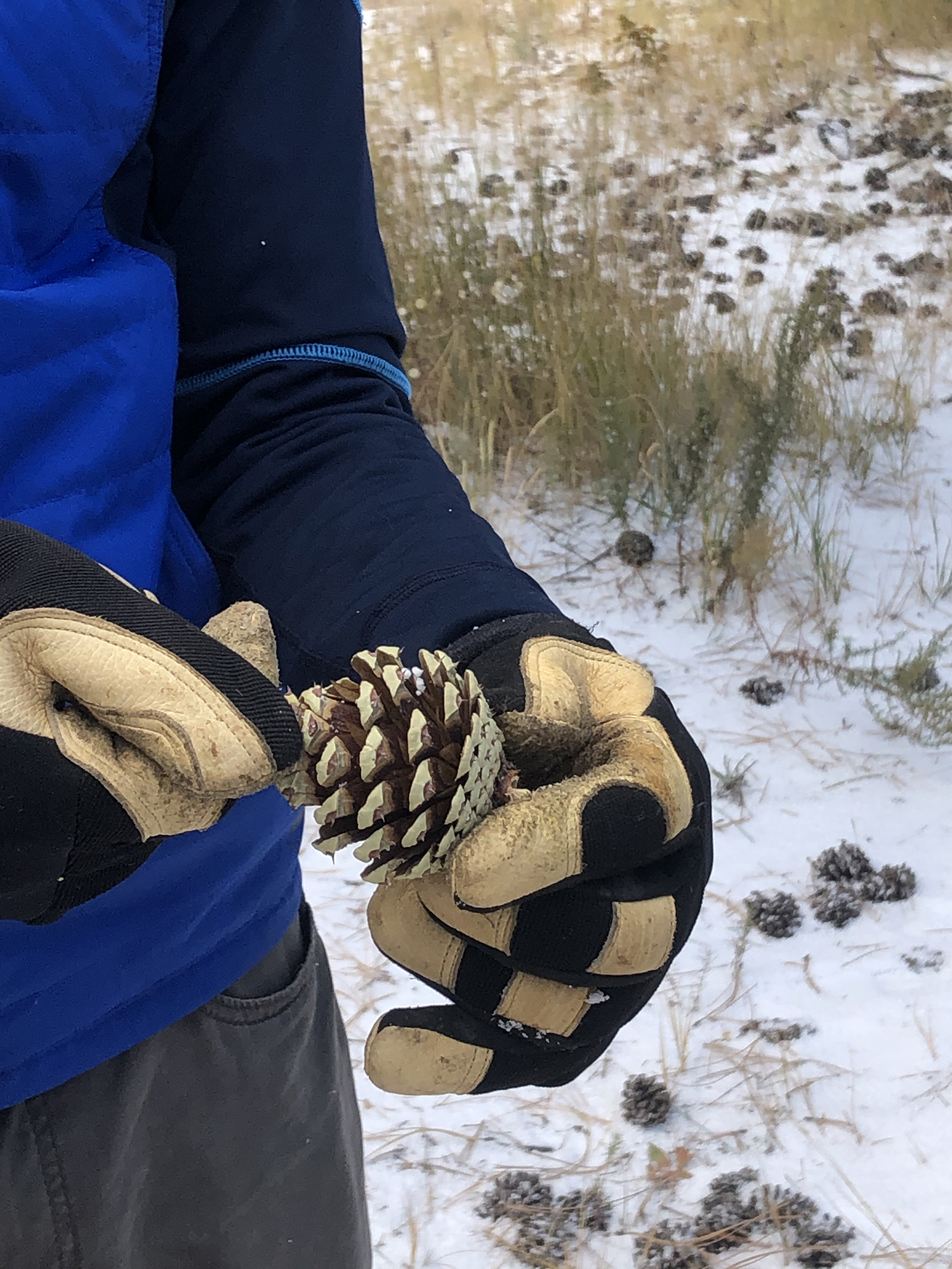 Gloved hands hold an open pinecone in a snowy background.