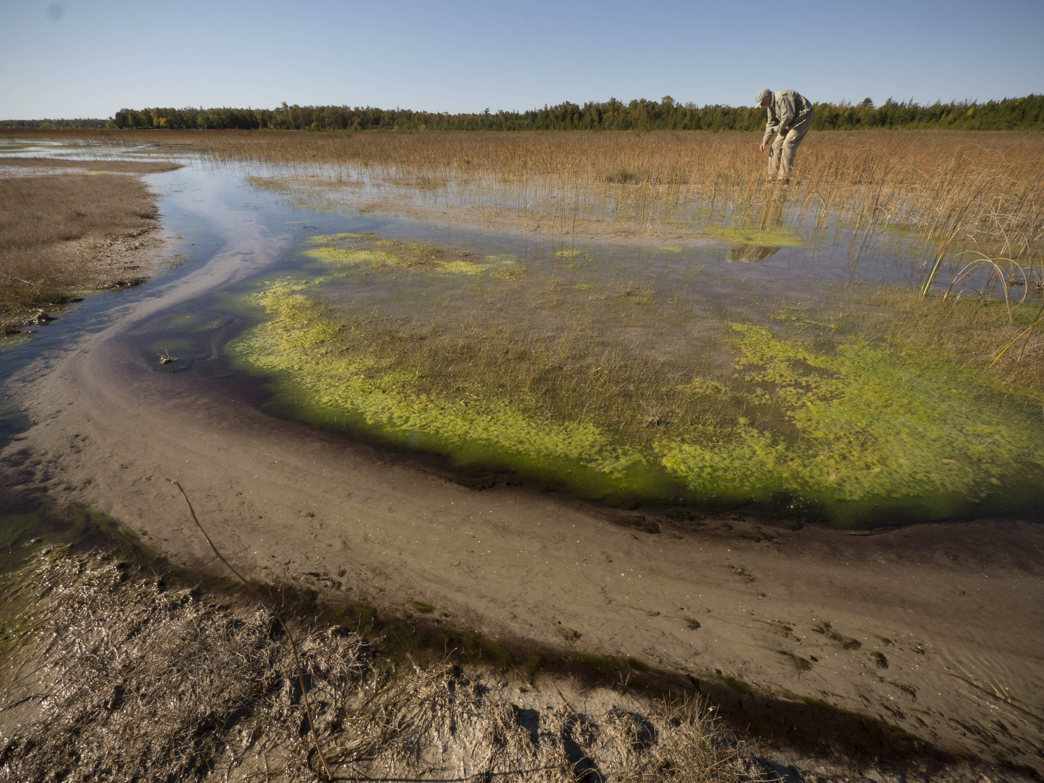 Man in ball cap and brown jacket bends over in a wetland to look at the vegetation.