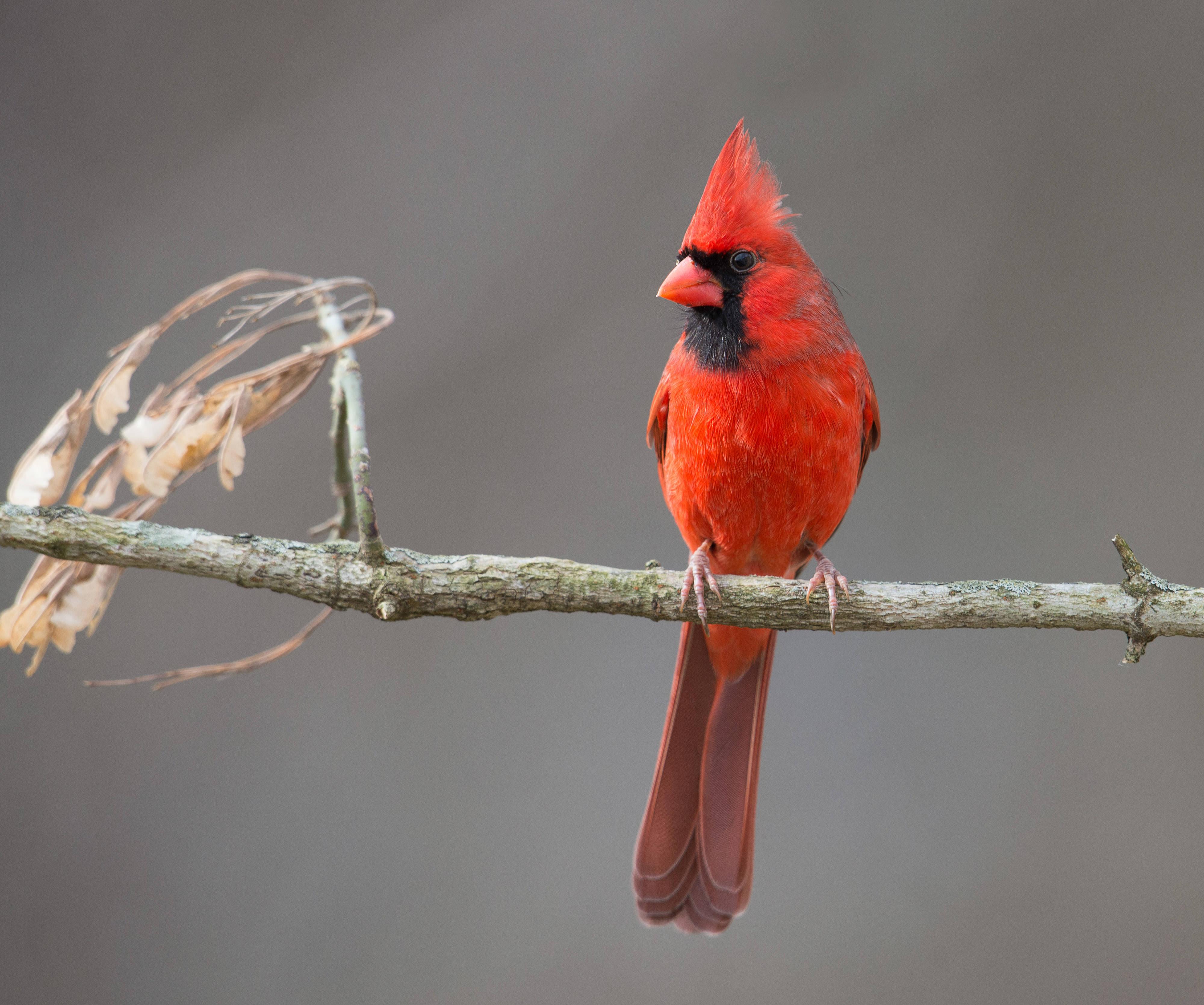 Red bird with black face markings perched on a small limb.