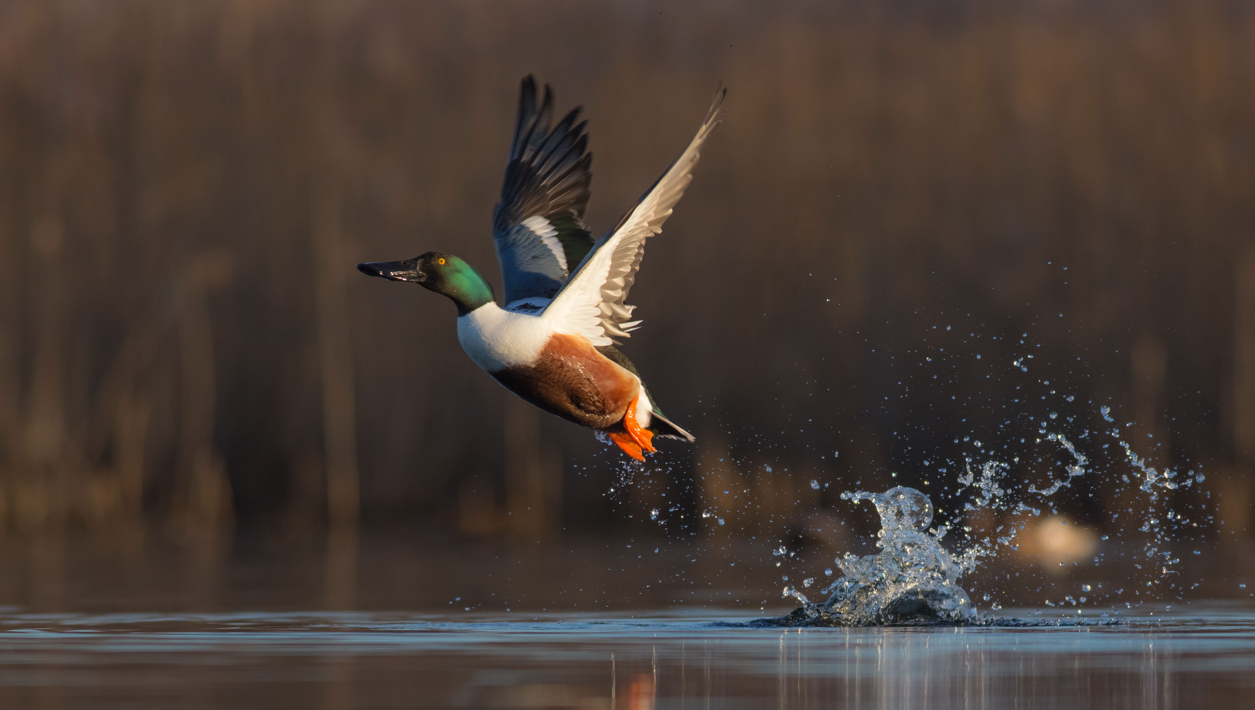 Green head with wings in flight splashing in water.