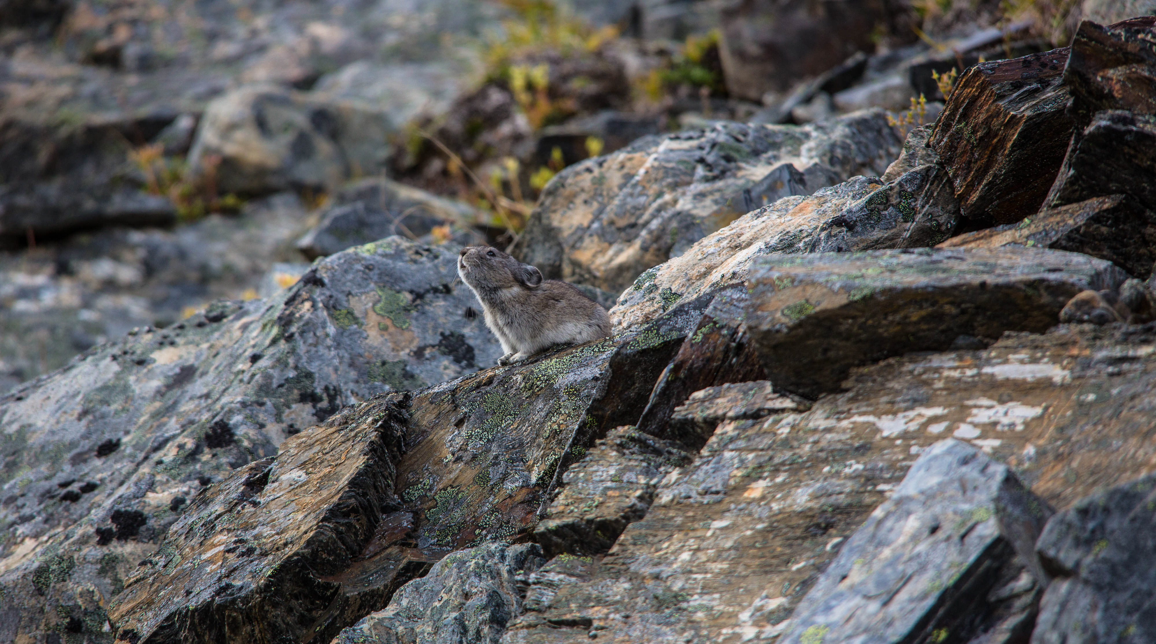 A small, brown rodent sits on a lichen-covered rock with its nose in the air and its ears pulled back.