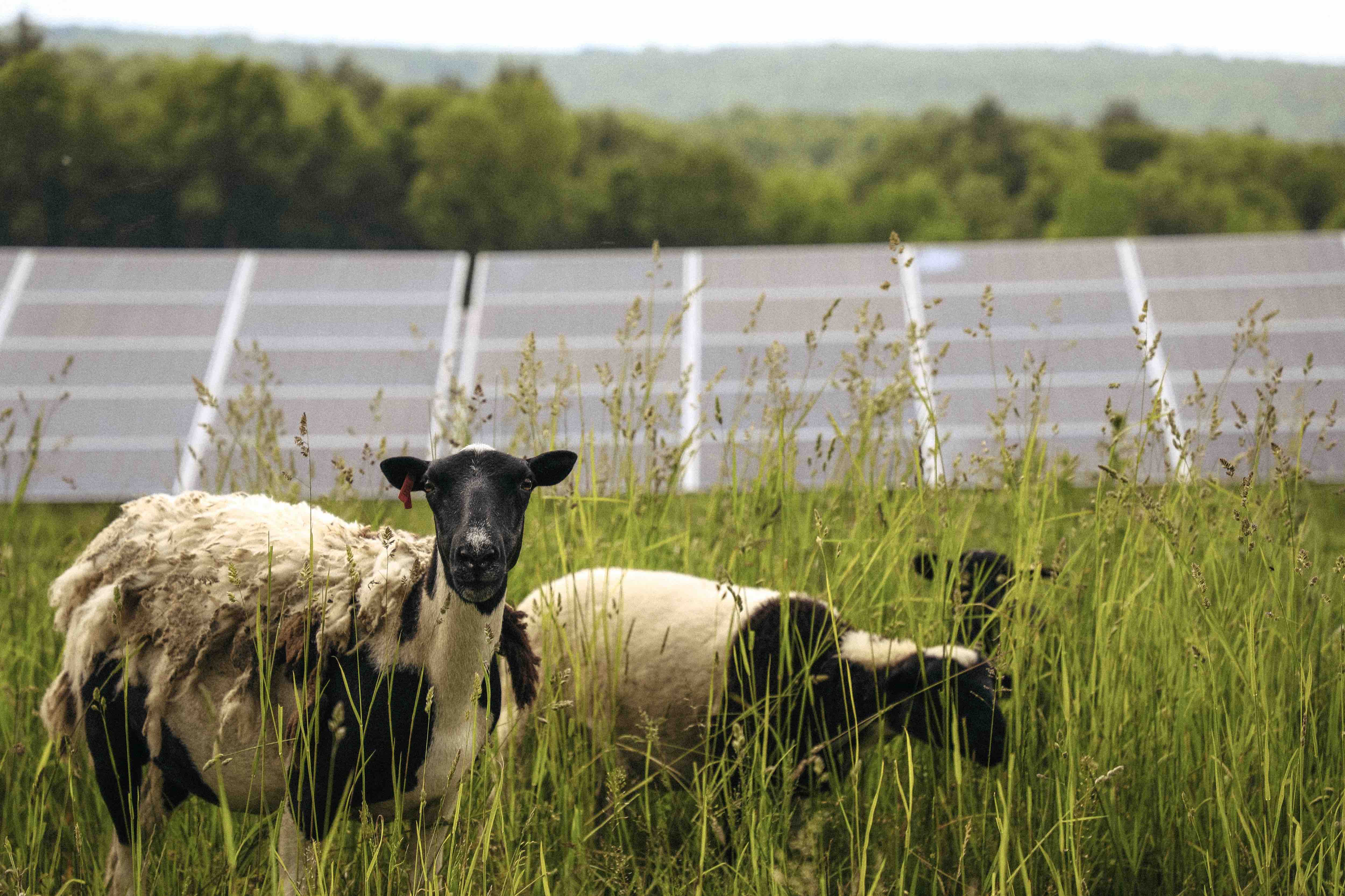  Two white-and-black sheep graze in a field in front of a large solar array with trees and mountains in the background.