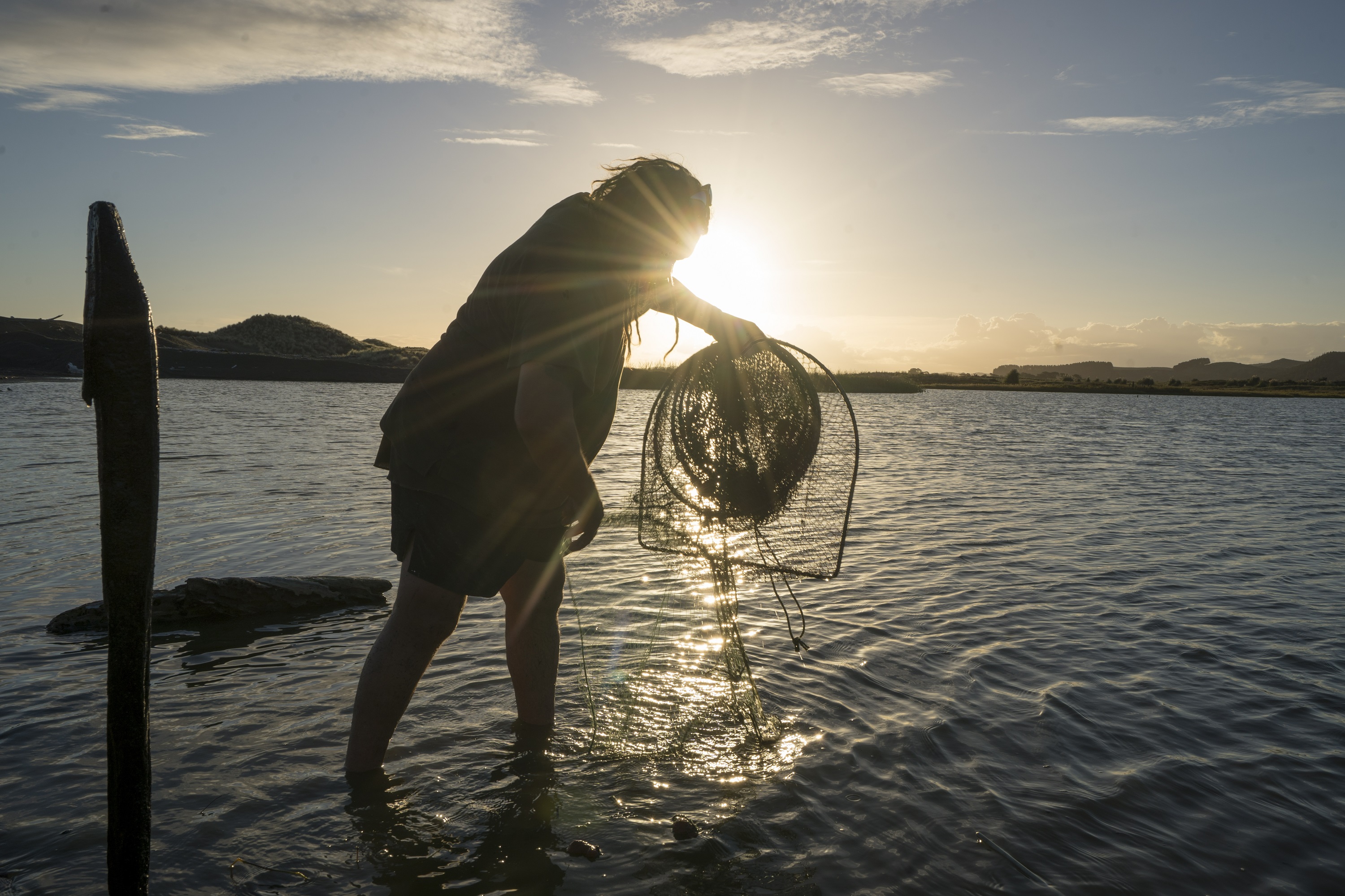 A person stands ankle-deep in water and lifts a fishing trap out of the water while the sun sets behind them.