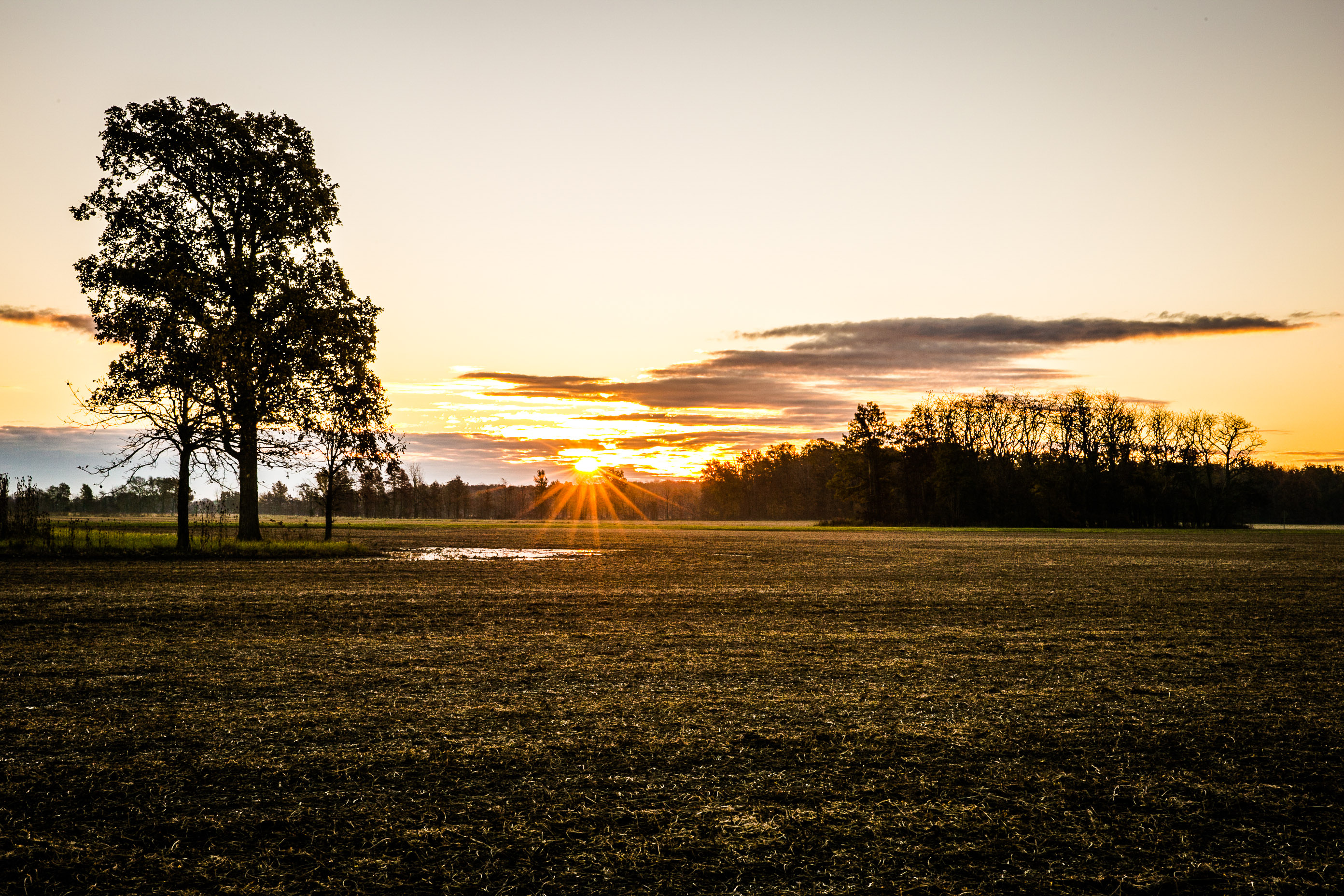 The sun rises over a field and trees.