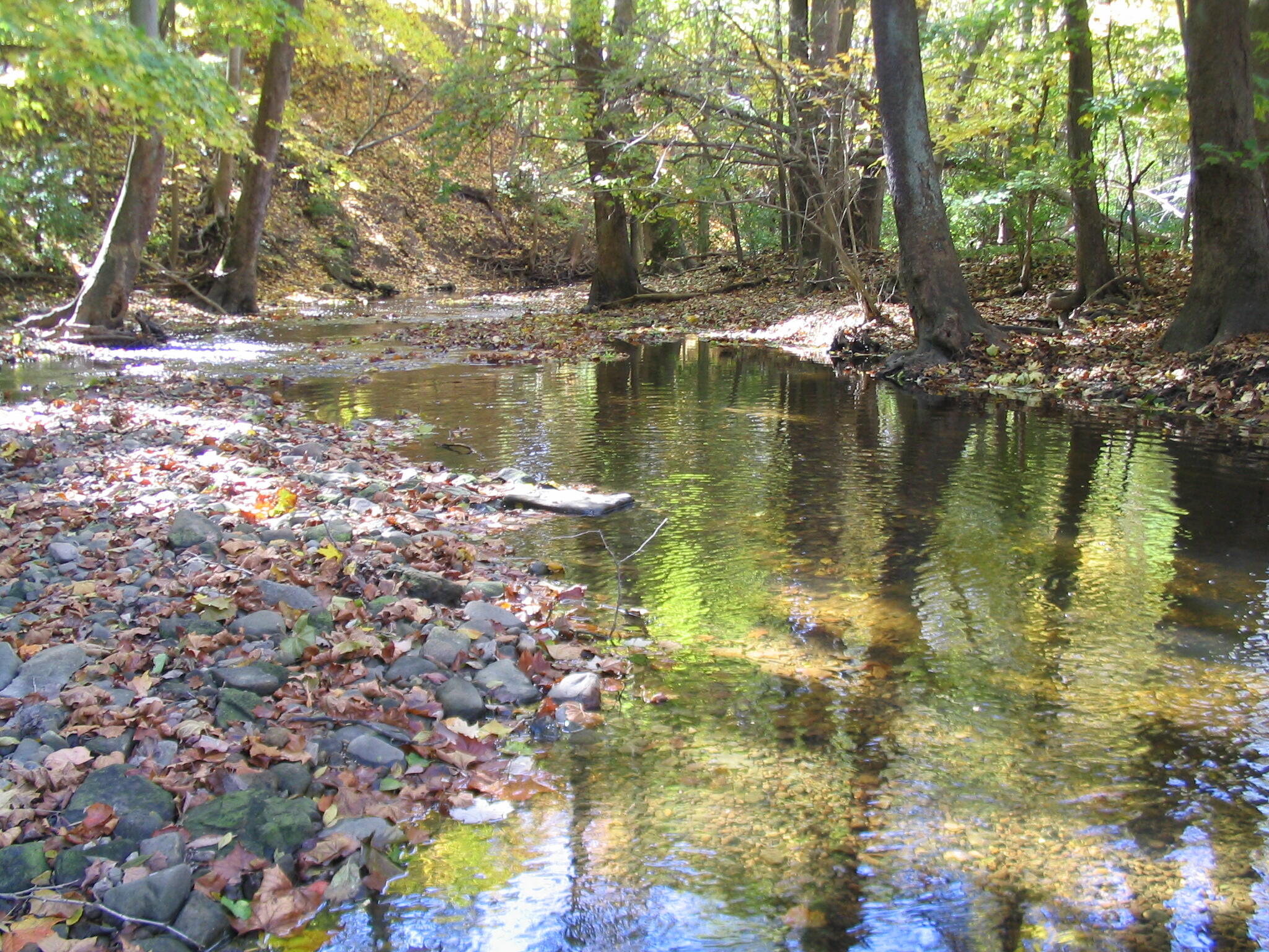 A stream meanders between rocks under towering trees.