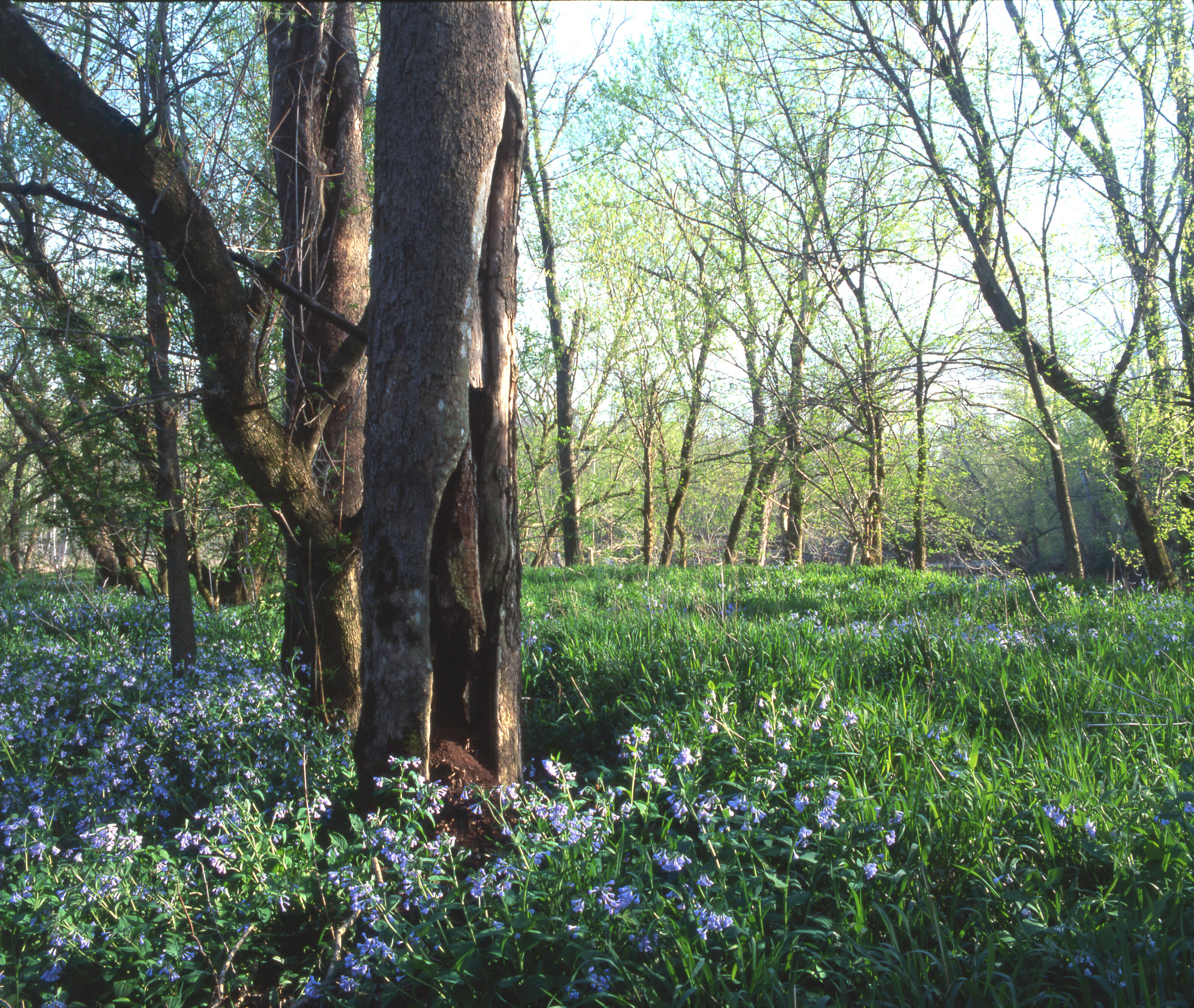 A clearing the in the woods with vibrant green grasses and blue wildflowers at Brush Creek Corridor at Edge of Appalachia Preserve.