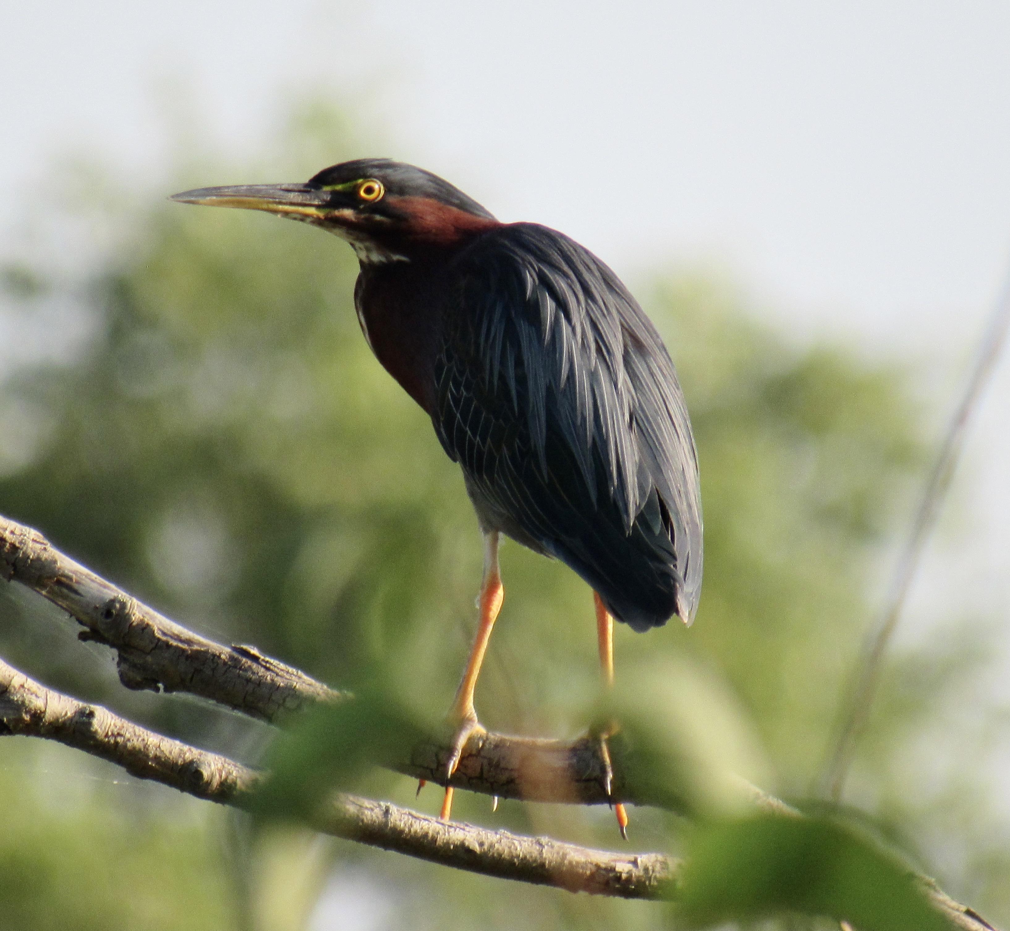 A green heron standing on a tree branch.