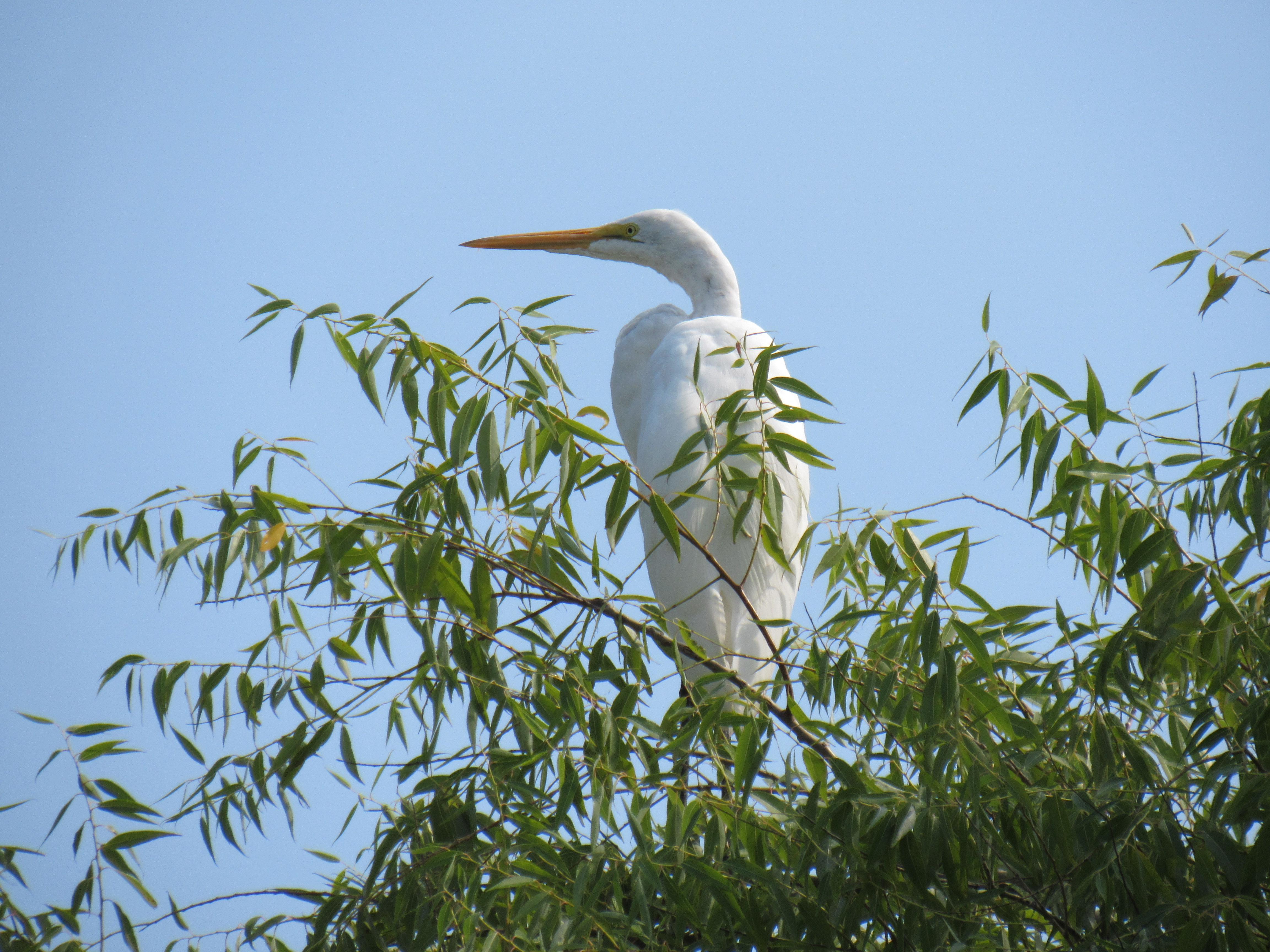 A white Great Egret sitting in a tree.