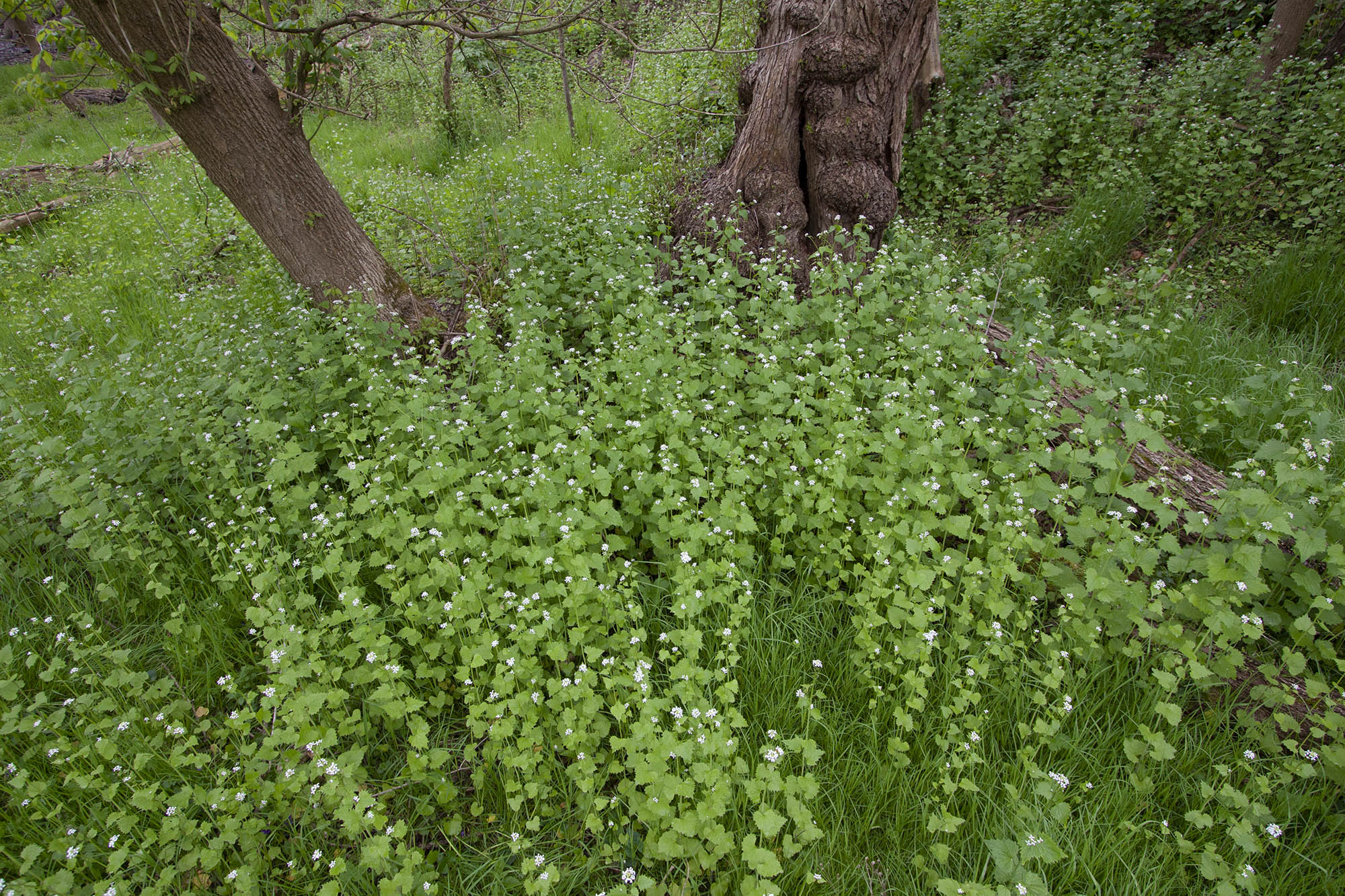A field of garlic mustard overtakes the forest floor.