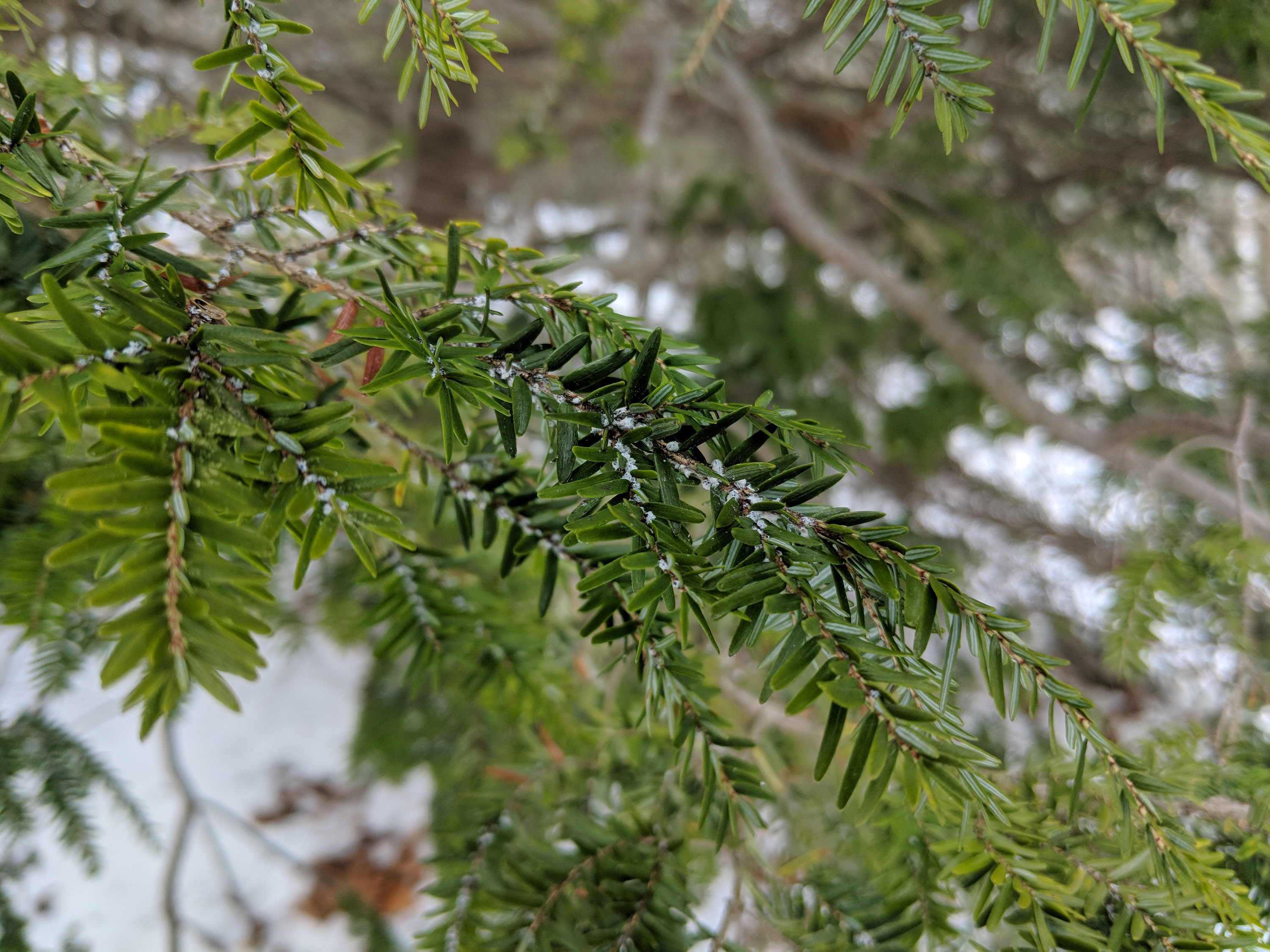 Hemlock woolly adelgid on hemlock branch.