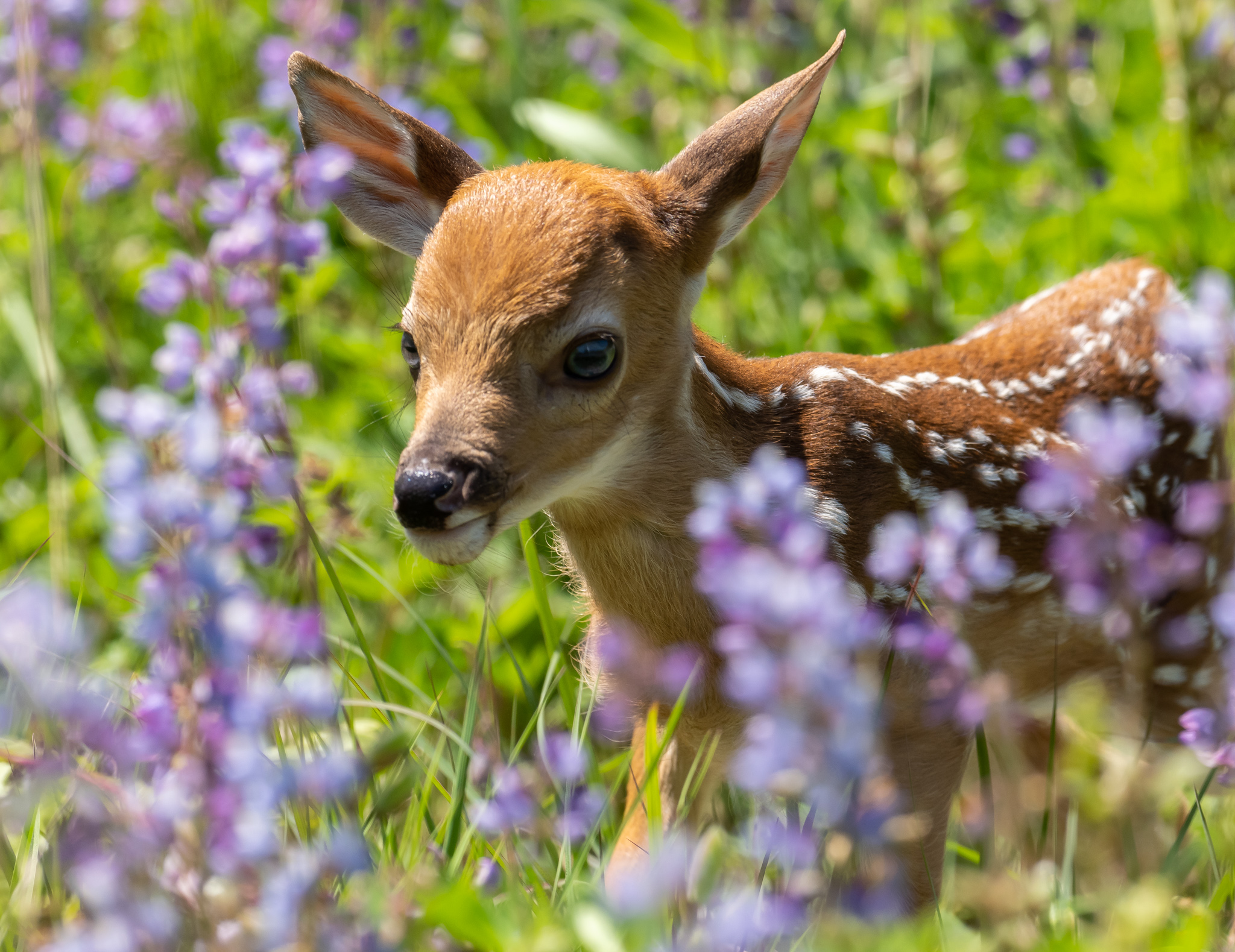 White-tailed deer fawn among blue lupine at Salamander Flats.