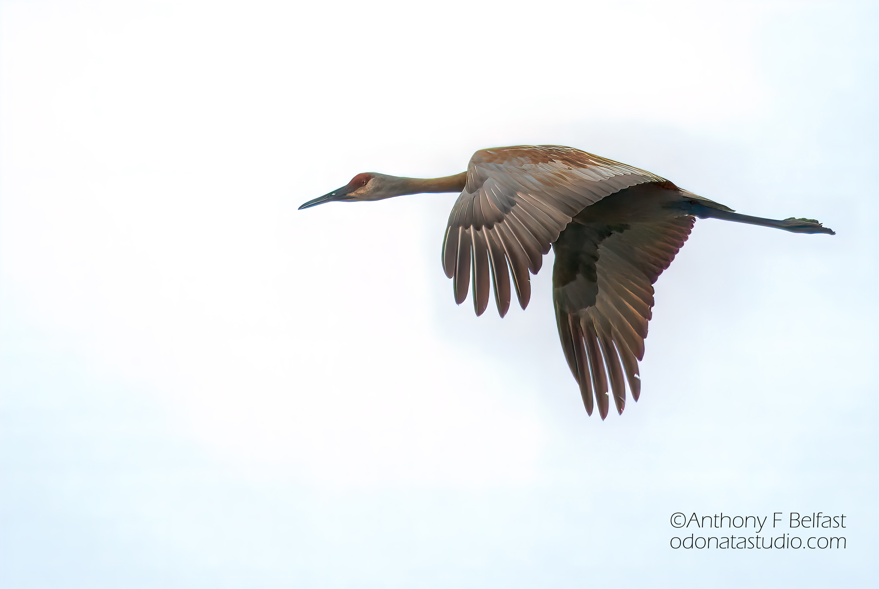 Closeup of a sandhill crane flying over the wetlands at Sandhill Crane Wetlands.