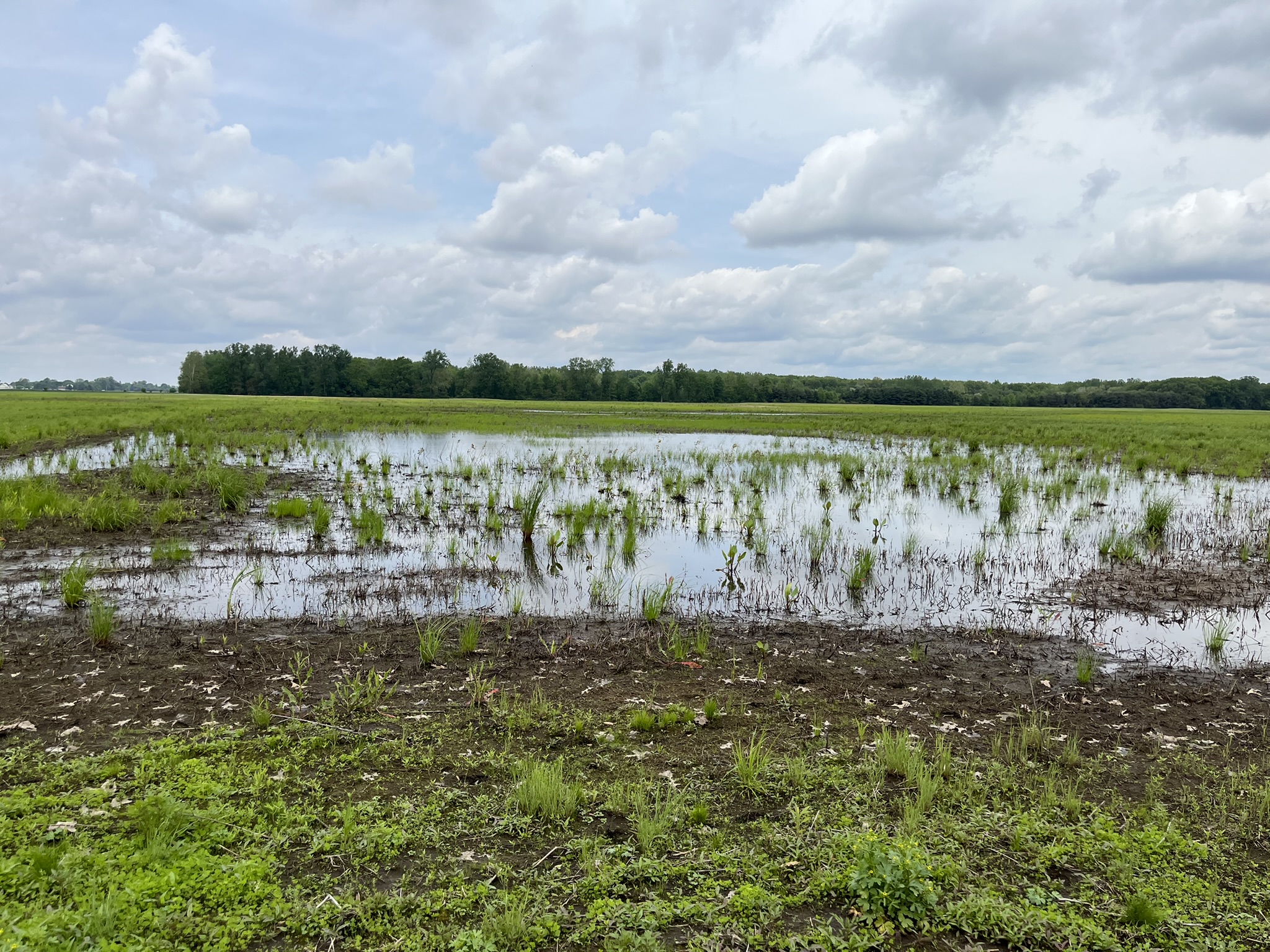 Wetland habitat showing pooled water and short green plants at Sandhill Crane Wetlands.