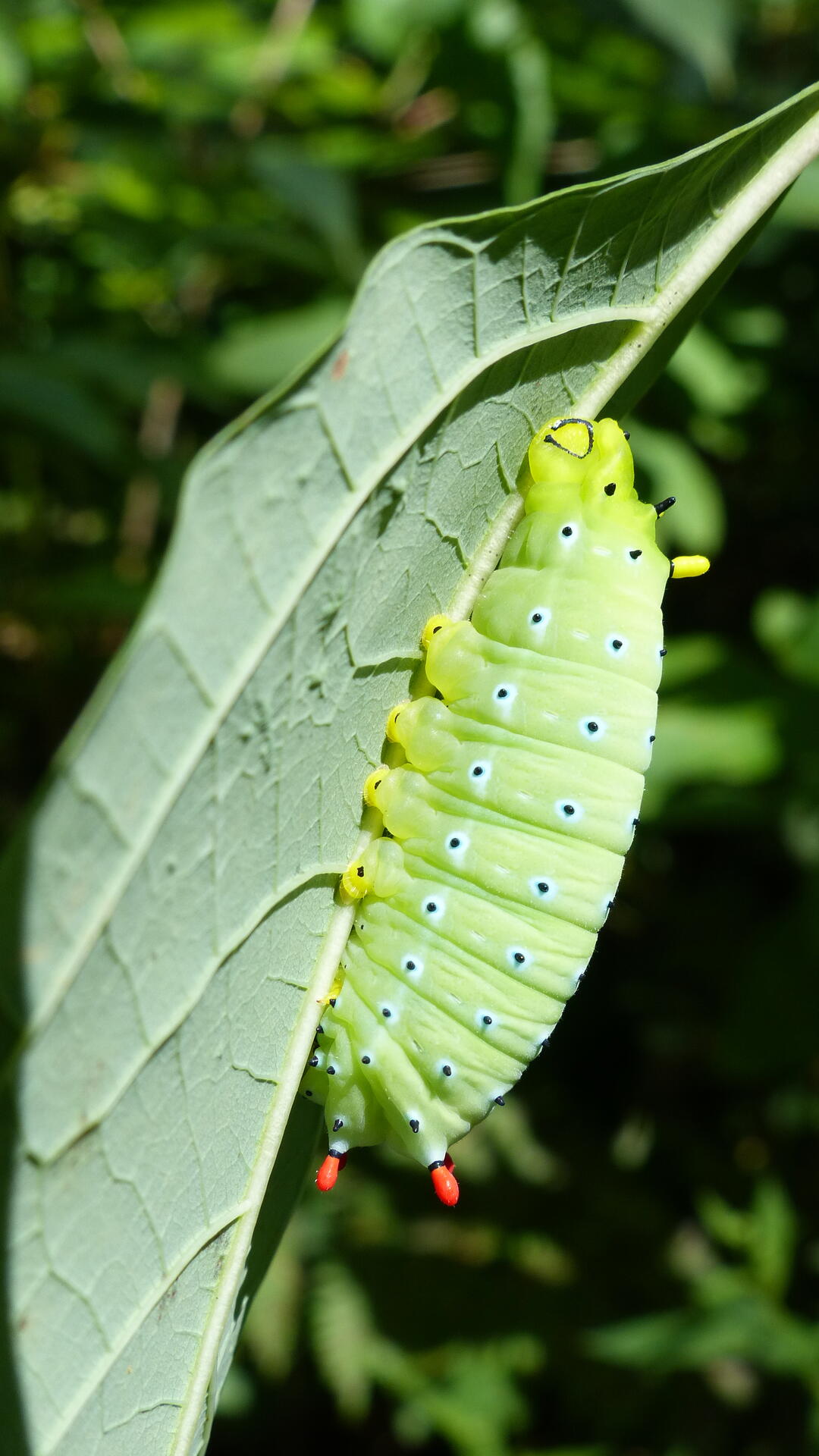A Promethea caterpillar climbing a leaf.