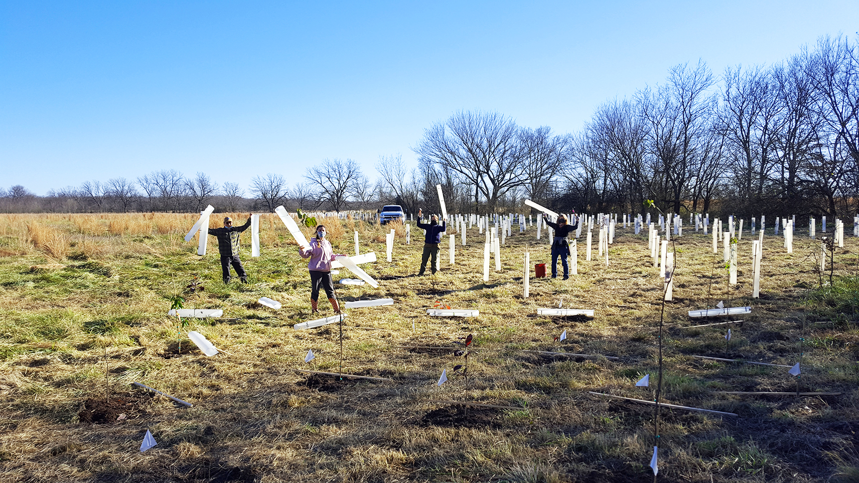 A group of volunteers applies protective tubing around trees.