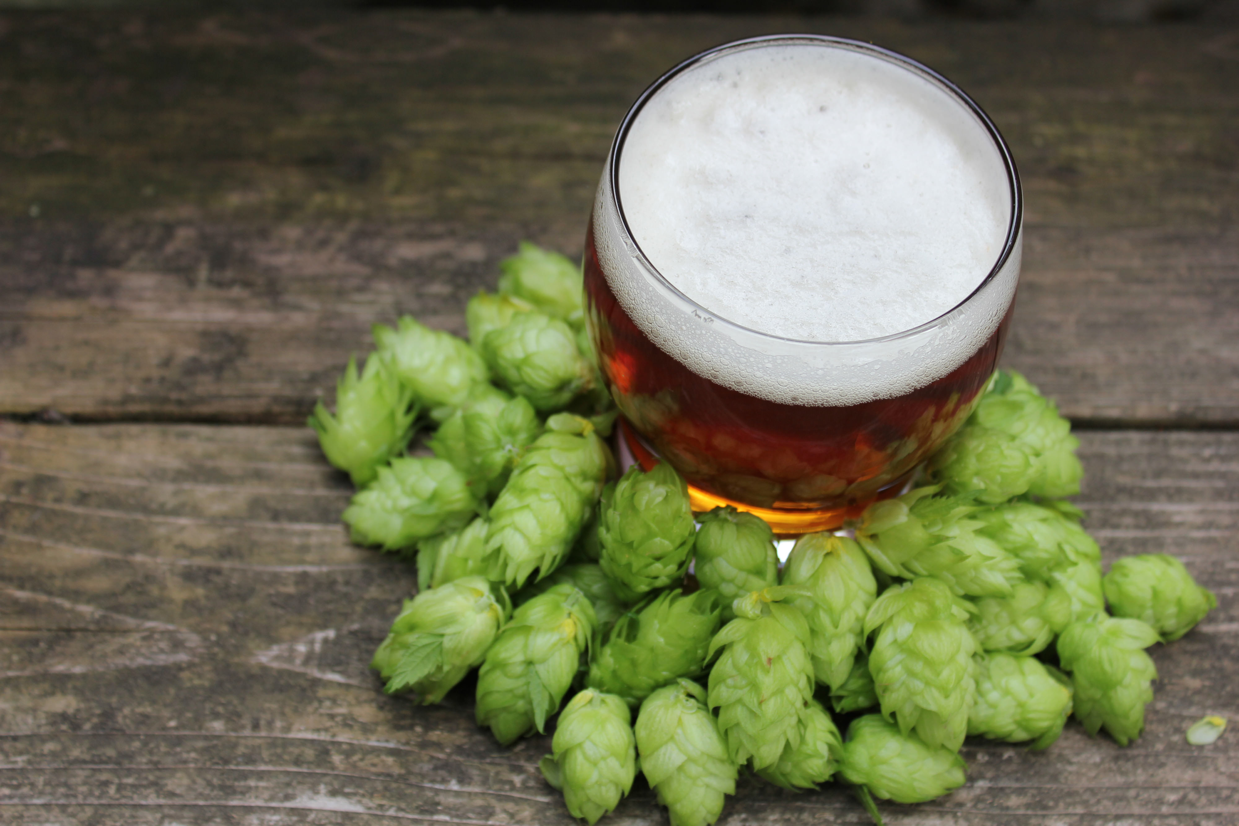 Looking down on a glass of beer surrounded by hops.