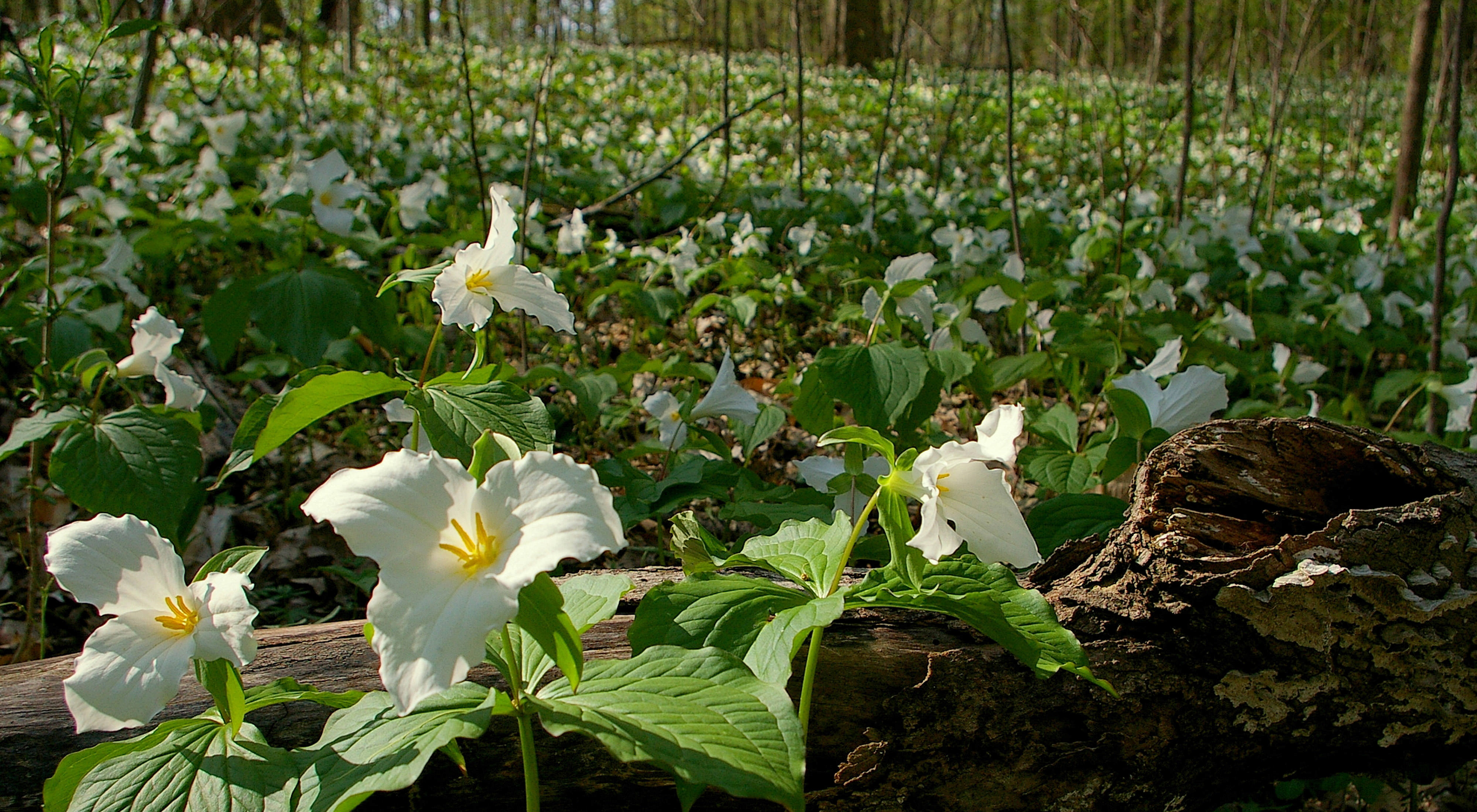 Forest floor covered in white trilliums.