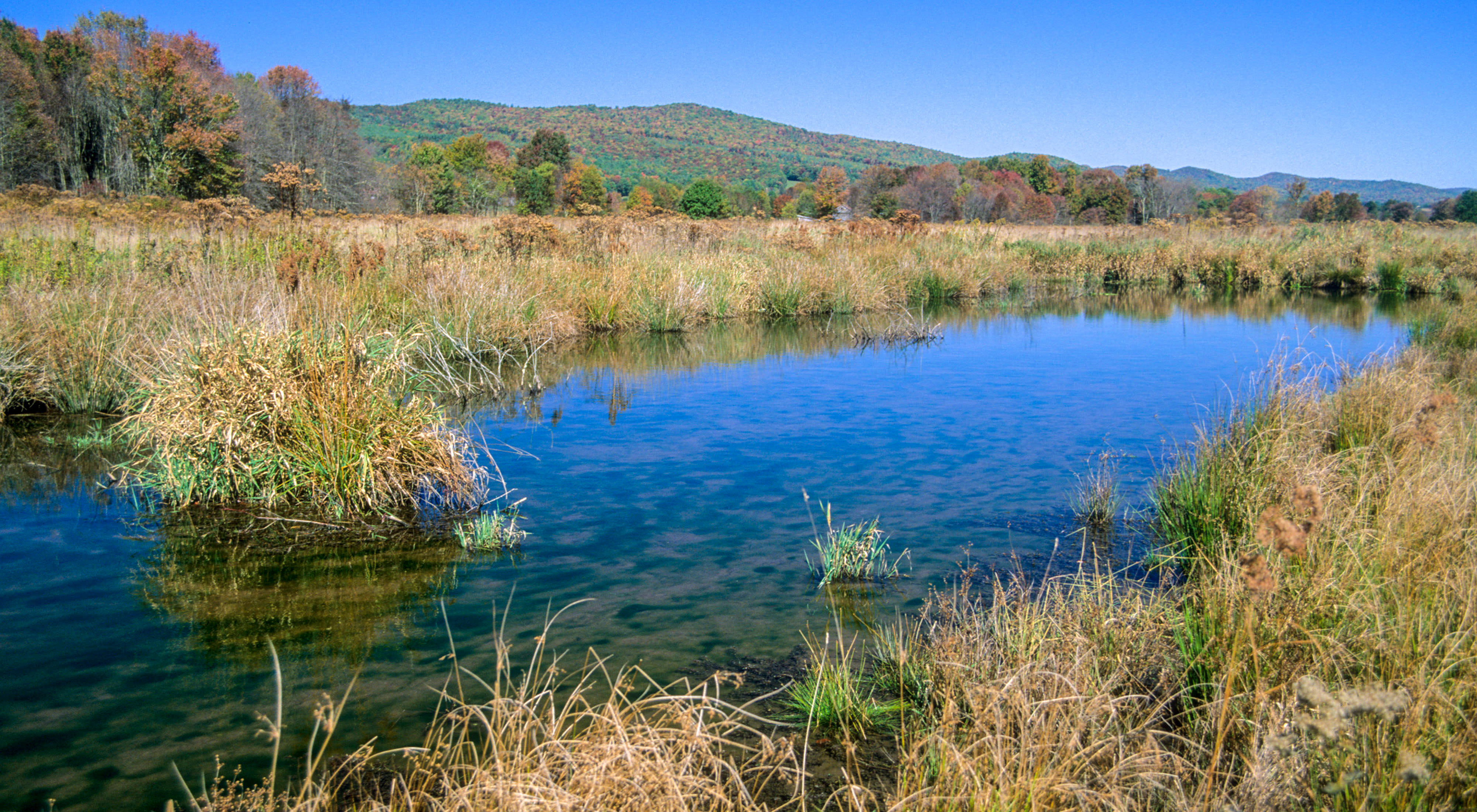 A grassland surrounds a pond with a rocky bottom.