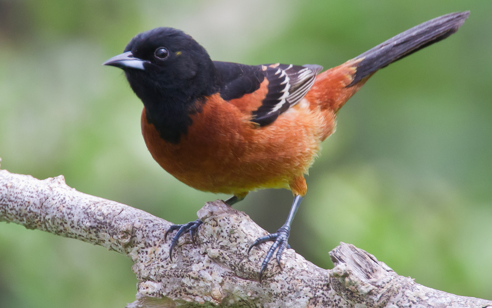 A bird with a black head and dark red chest perched on a branch. 