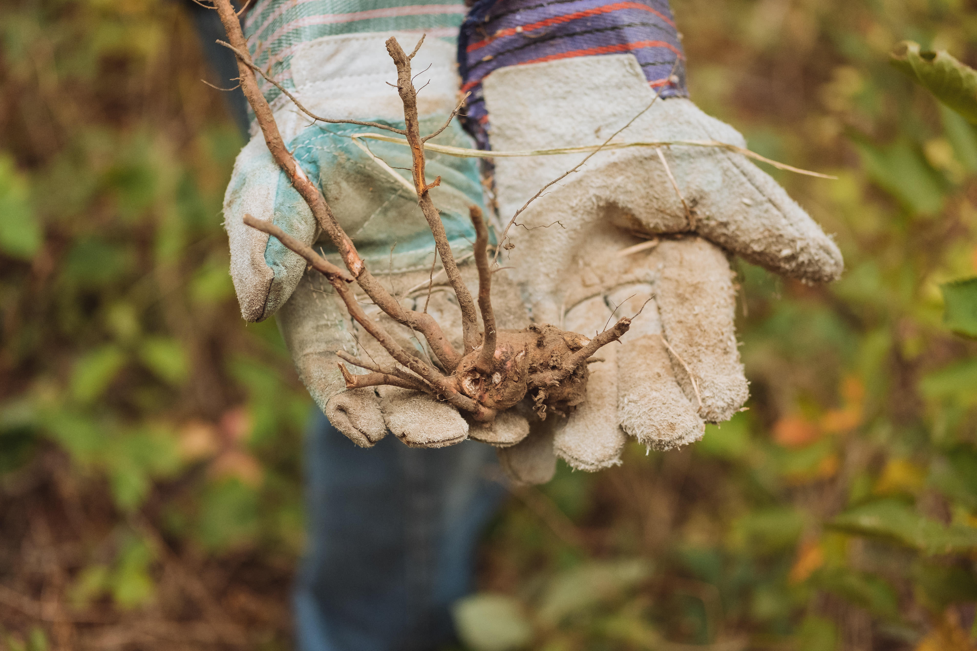 A pair of gloved hands hold the root of a plant.
