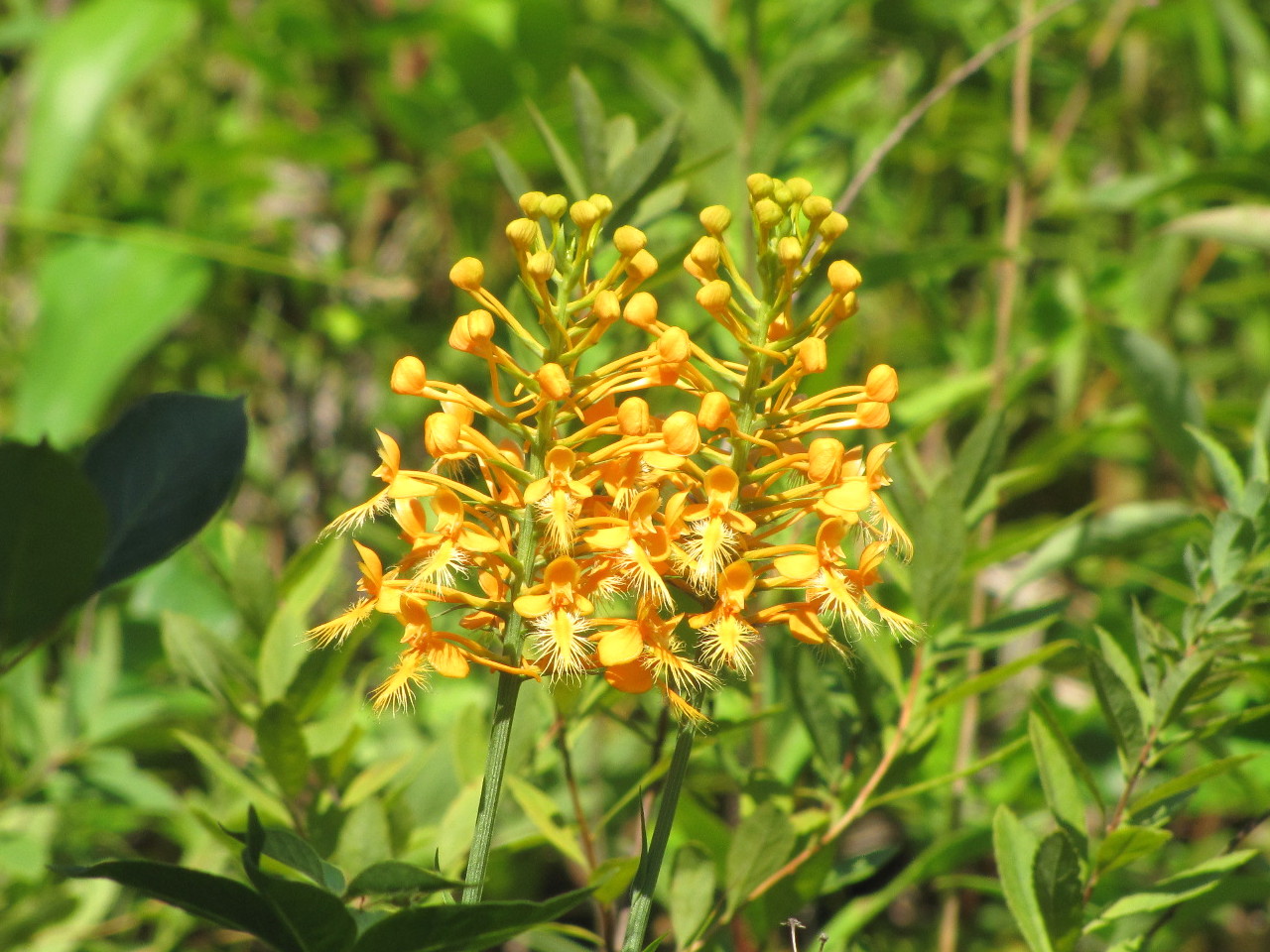 Orange-fringed Orchid.