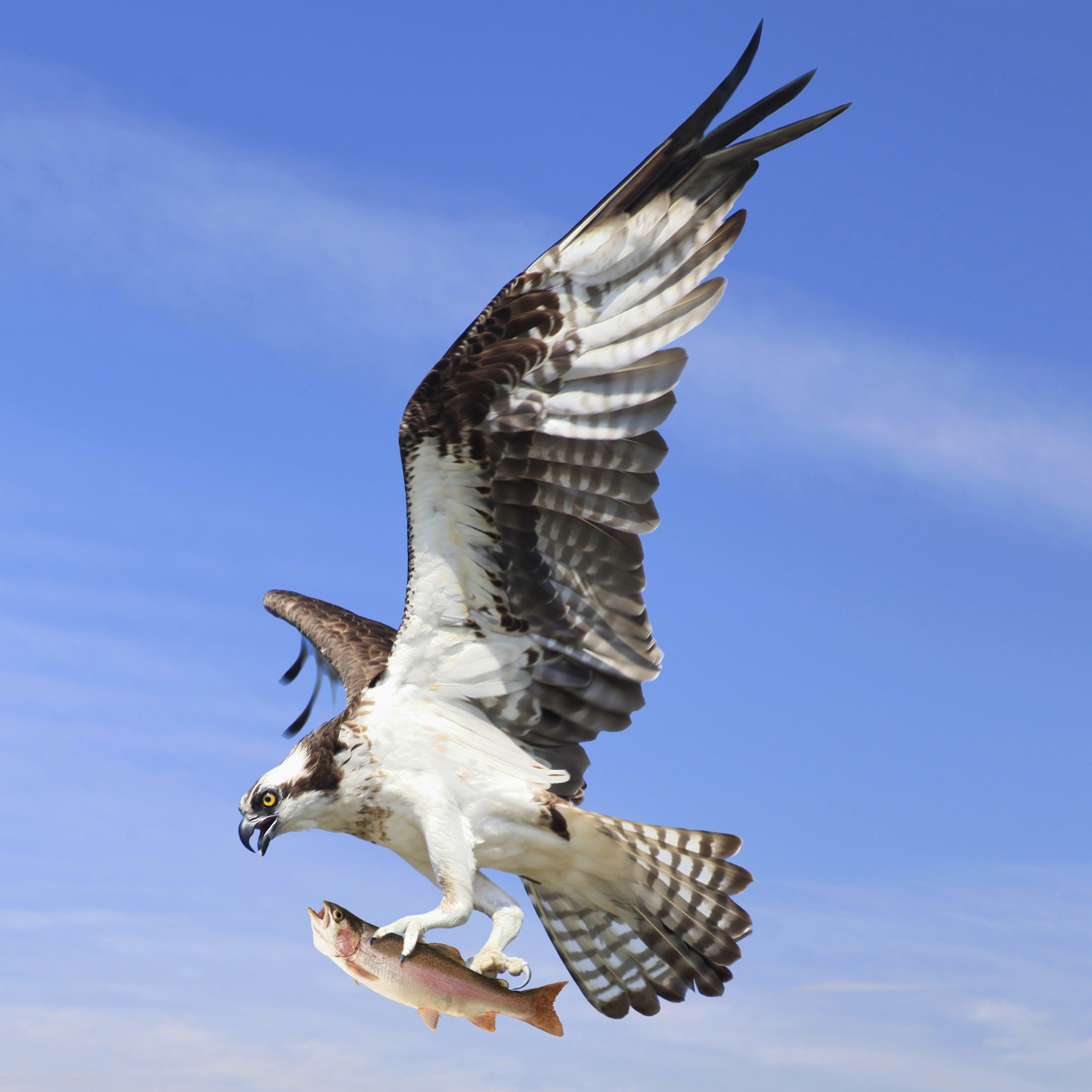 An osprey soaring against a blue sky with a fish in its talons.