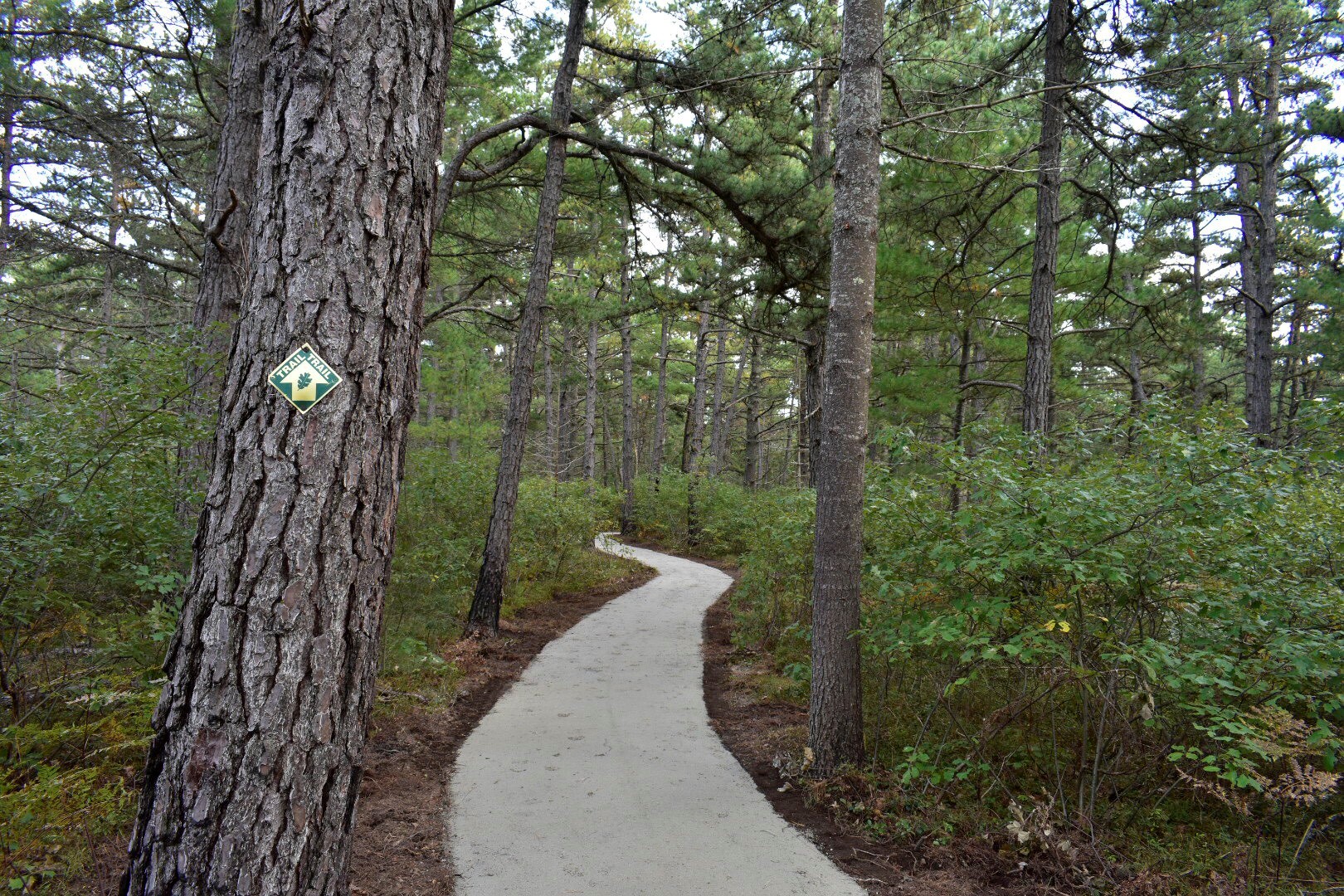 A path meanders through dense woods.