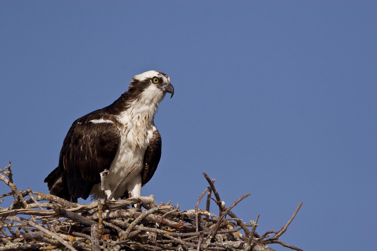 An adult osprey is perched on the edge of its nest. 