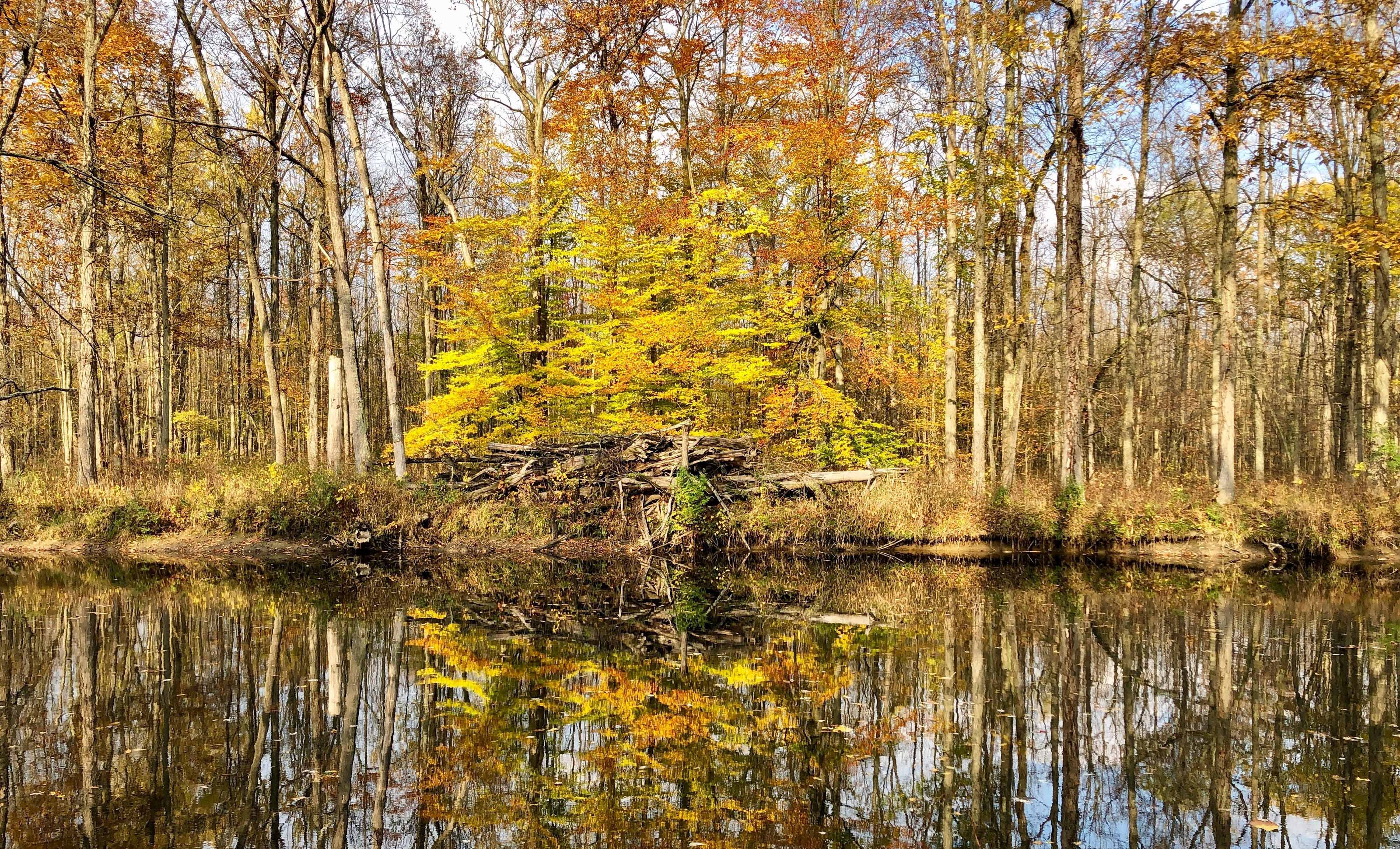 View across a river with fall-colored trees on a shoreline being reflected in the water.