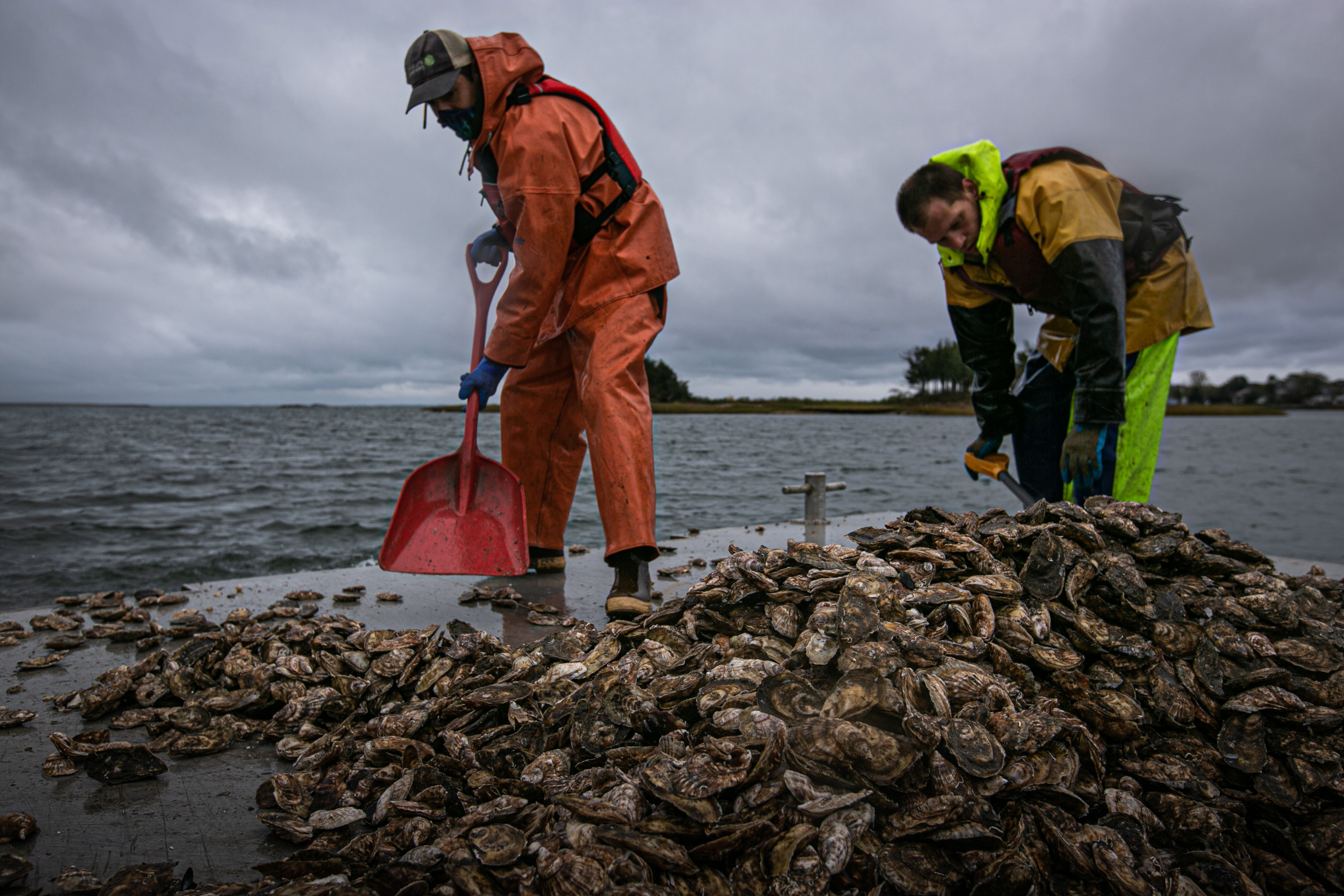 Two people adding repurposed oysters into the waters of a restoration site on the coast of Massachusetts
