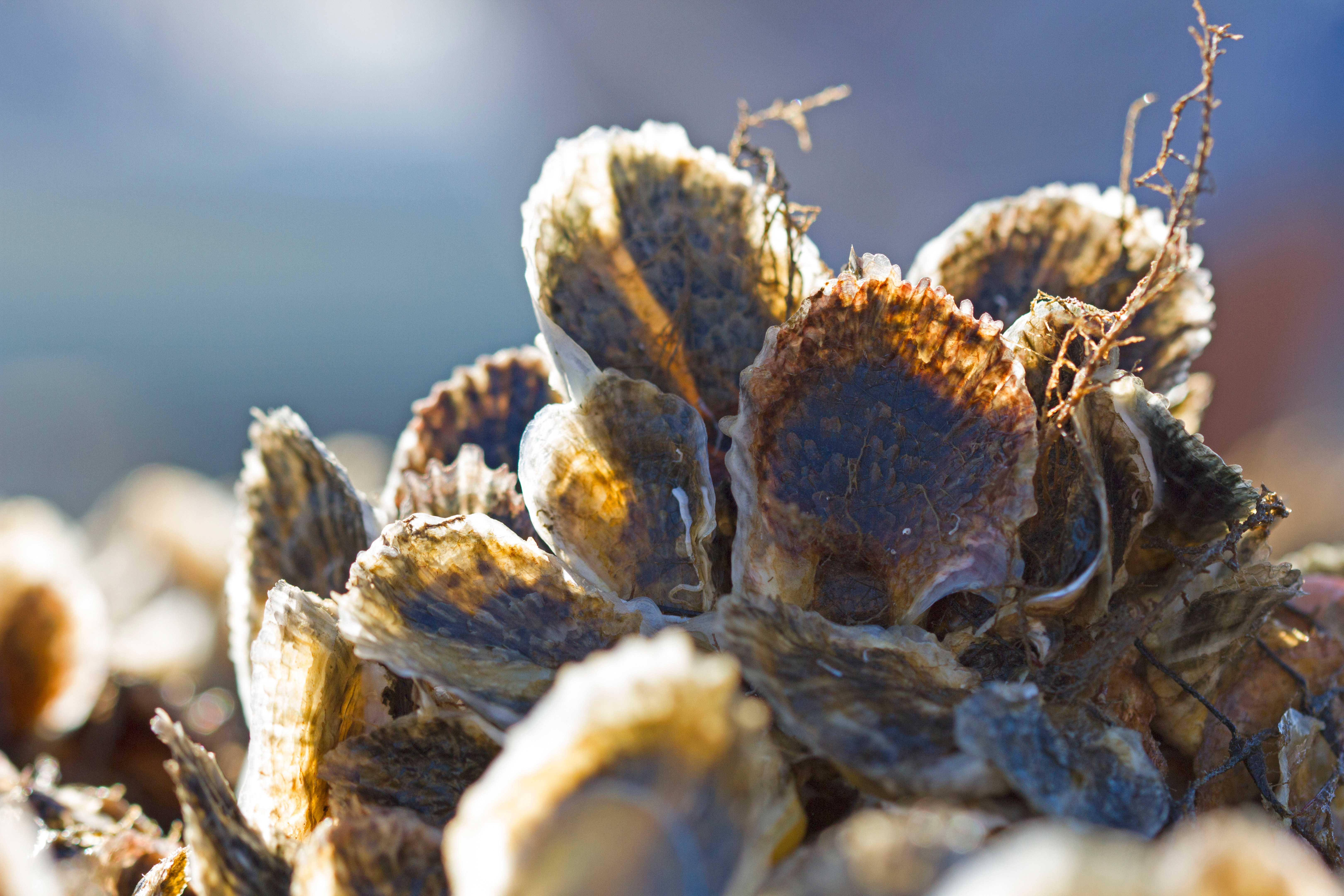 A closeup of oysters growing in a reef underwater.