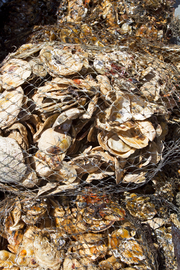 bags of oyster shell in the sun