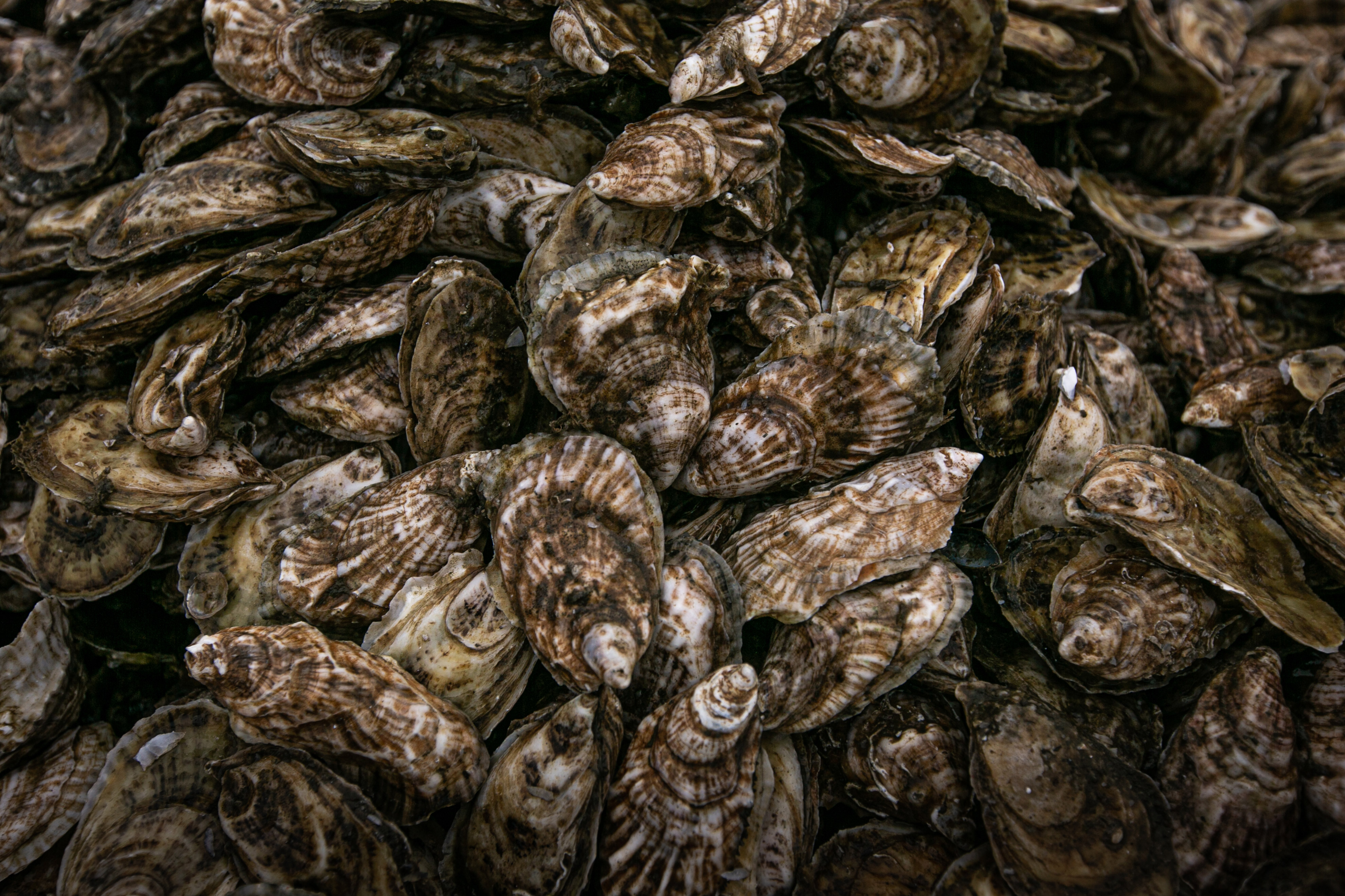 A close up of a pile of brown and white striped oyster shells.
