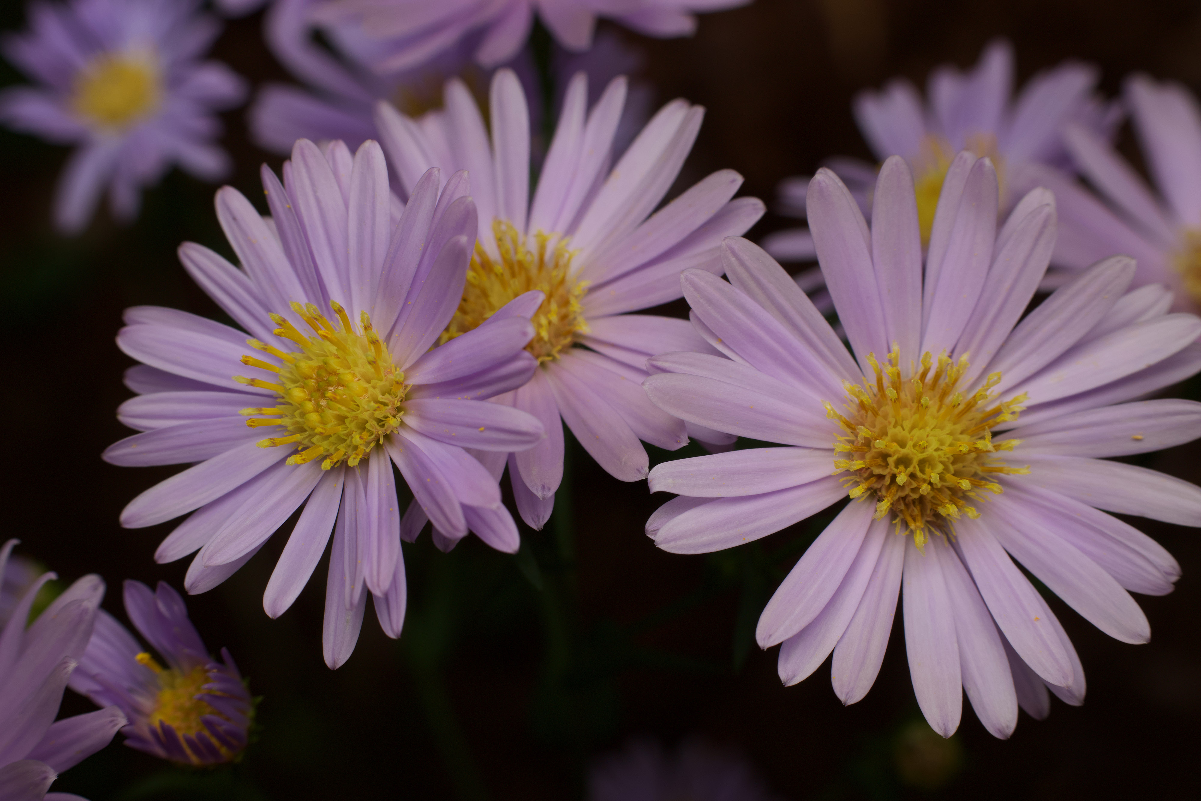 A cluster of three sky-blue aster flowers with more blooms in the background. 