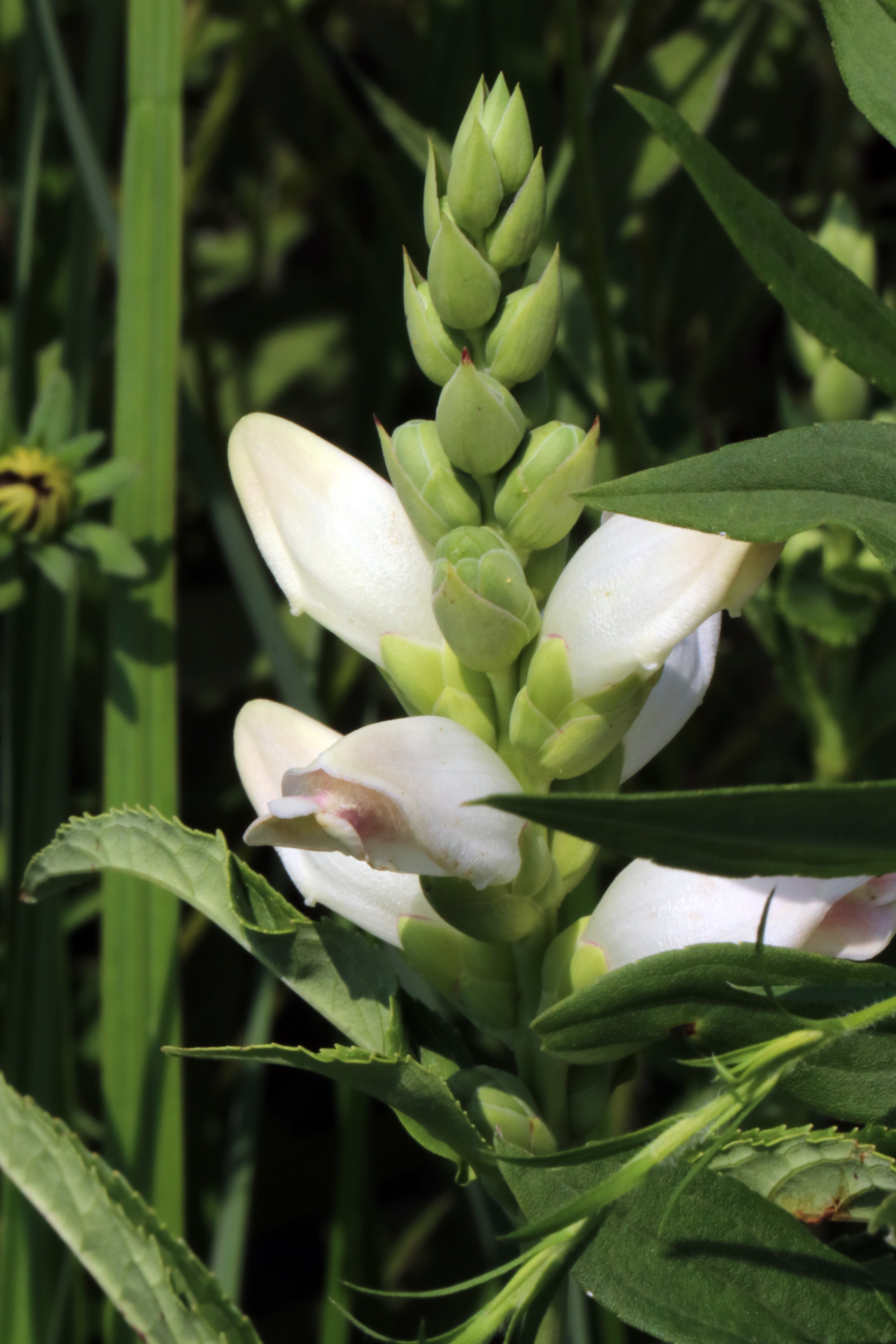 Light green buds on top of white turtlehead blooms.