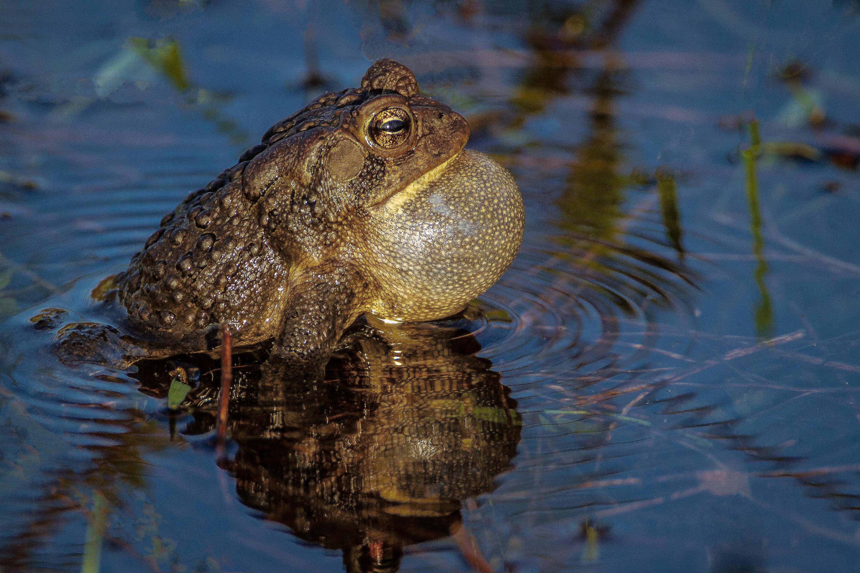 A male American toad sitting in a pond with his throat inflated as he trills.