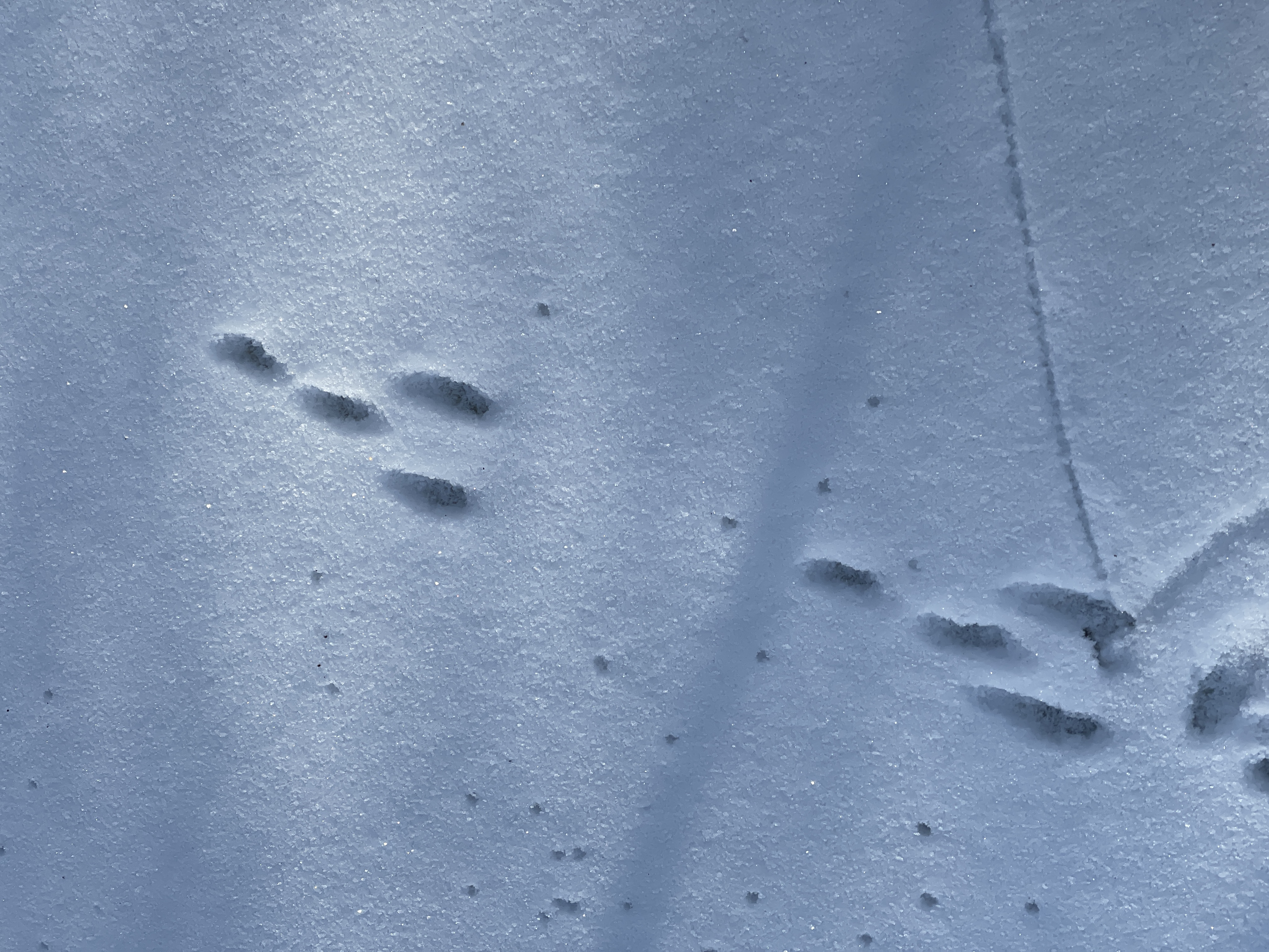 Rabbit tracks in the snow leading to a den.