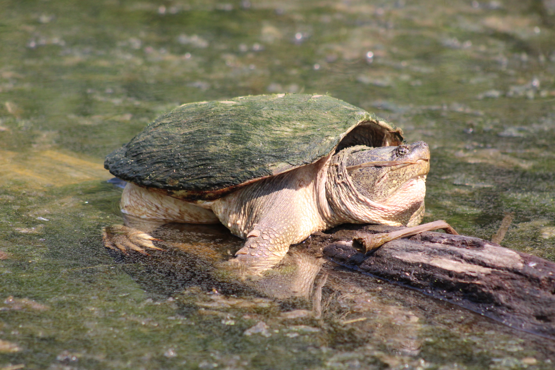 A large common snapping turtle sunning itself on a log sticking out of shallow water. 