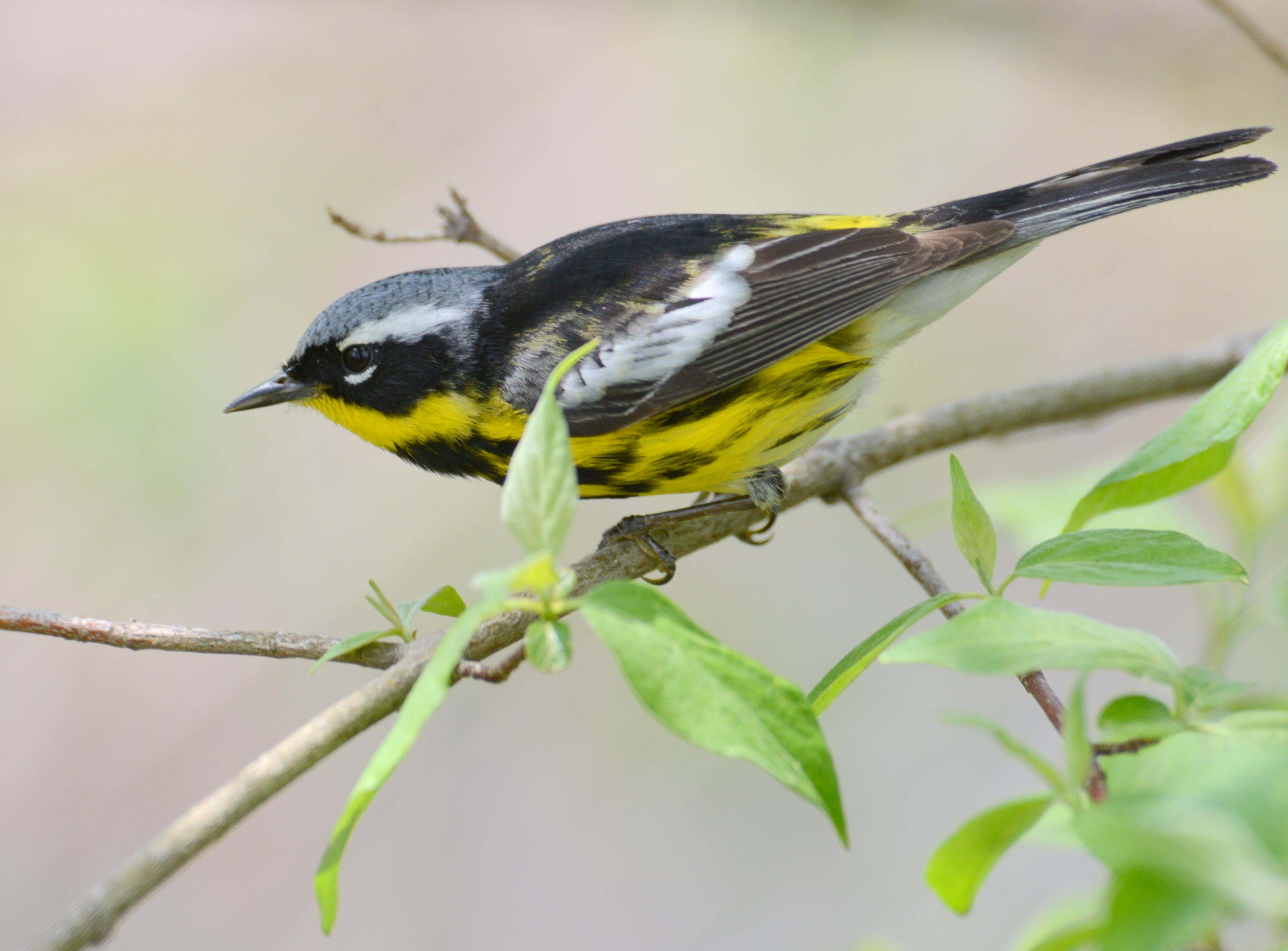 A male Magnolia warbler perched in a tree. 