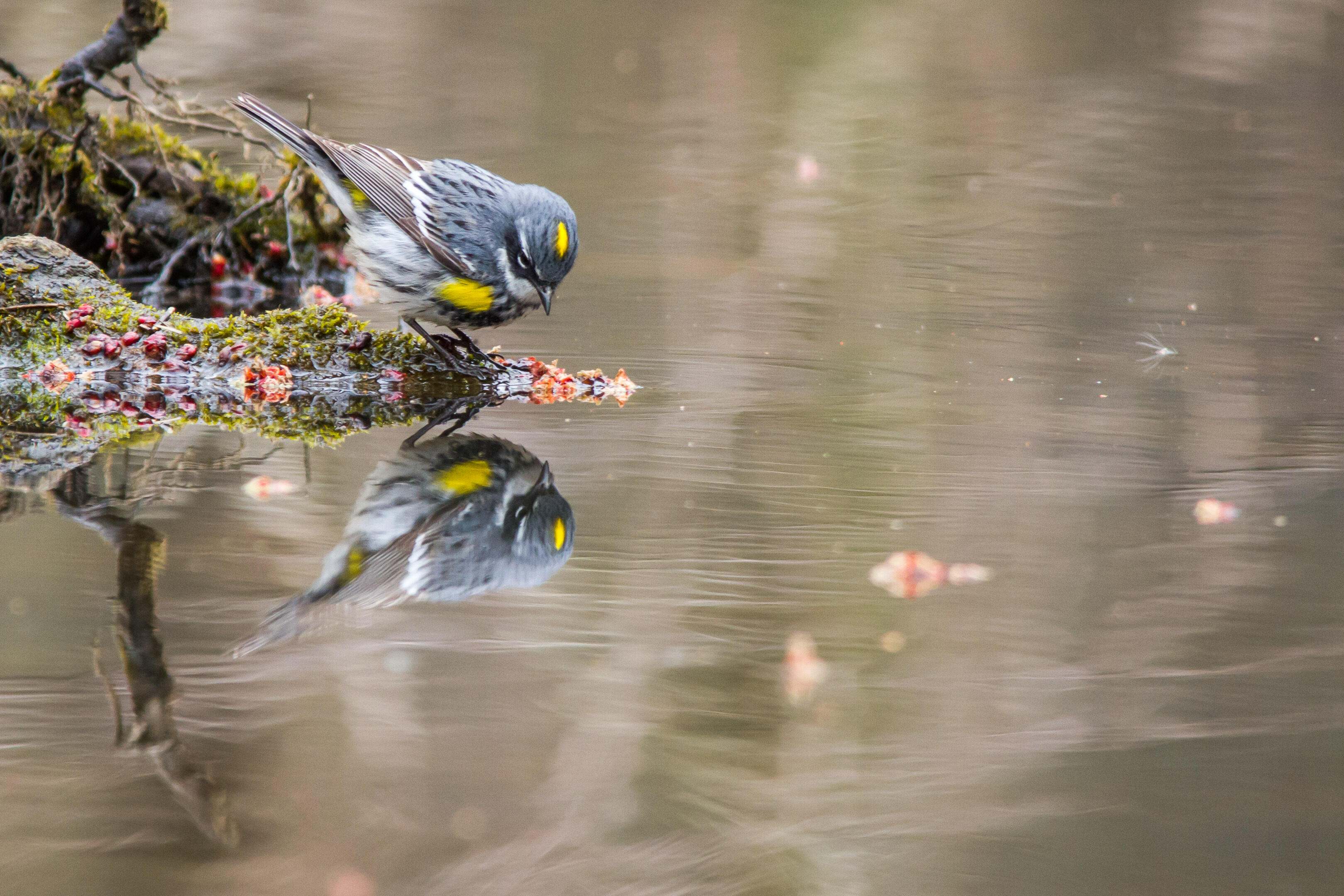 An adult yellow-rumped warbler looks at its reflection in water as fall leaves float by.