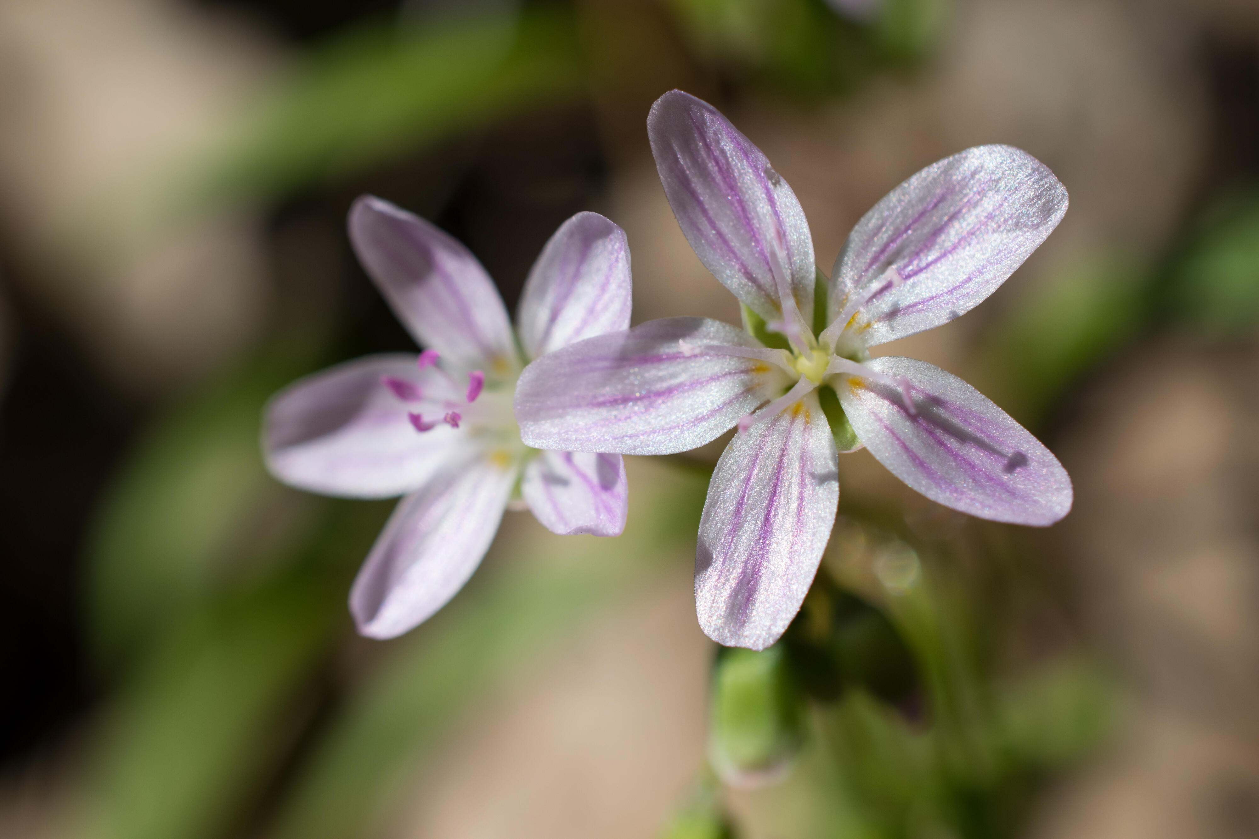 A close-up of two spring beauty blooms.