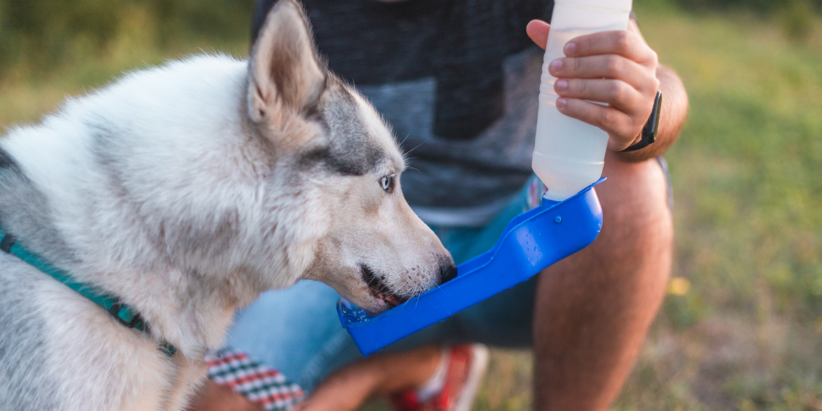 A Siberian husky drinks from a dog water bottle that is being held by a person in the background. 
