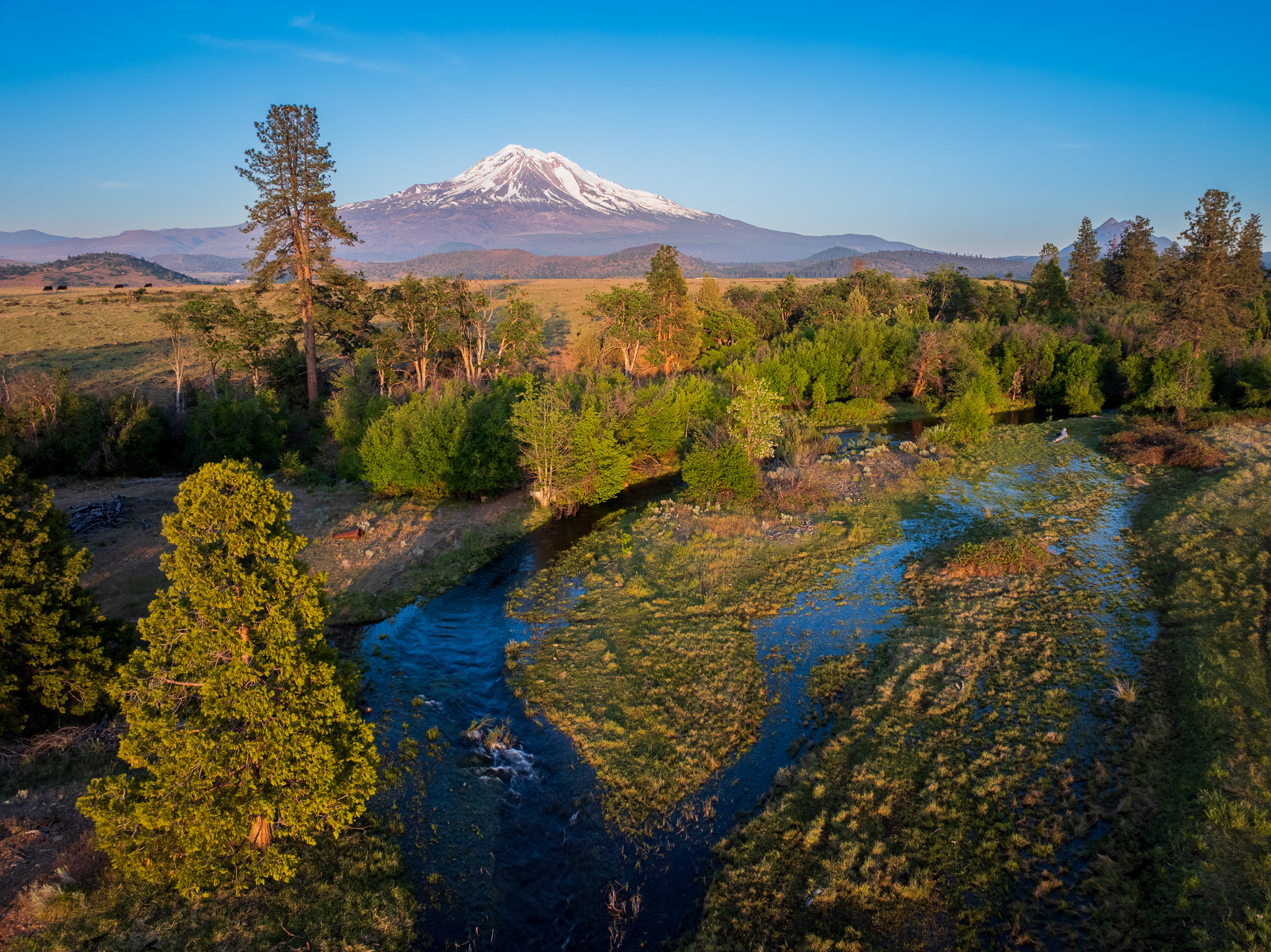 Aerial view of a branching river in a forest with a snow-covered mountain in the distance.