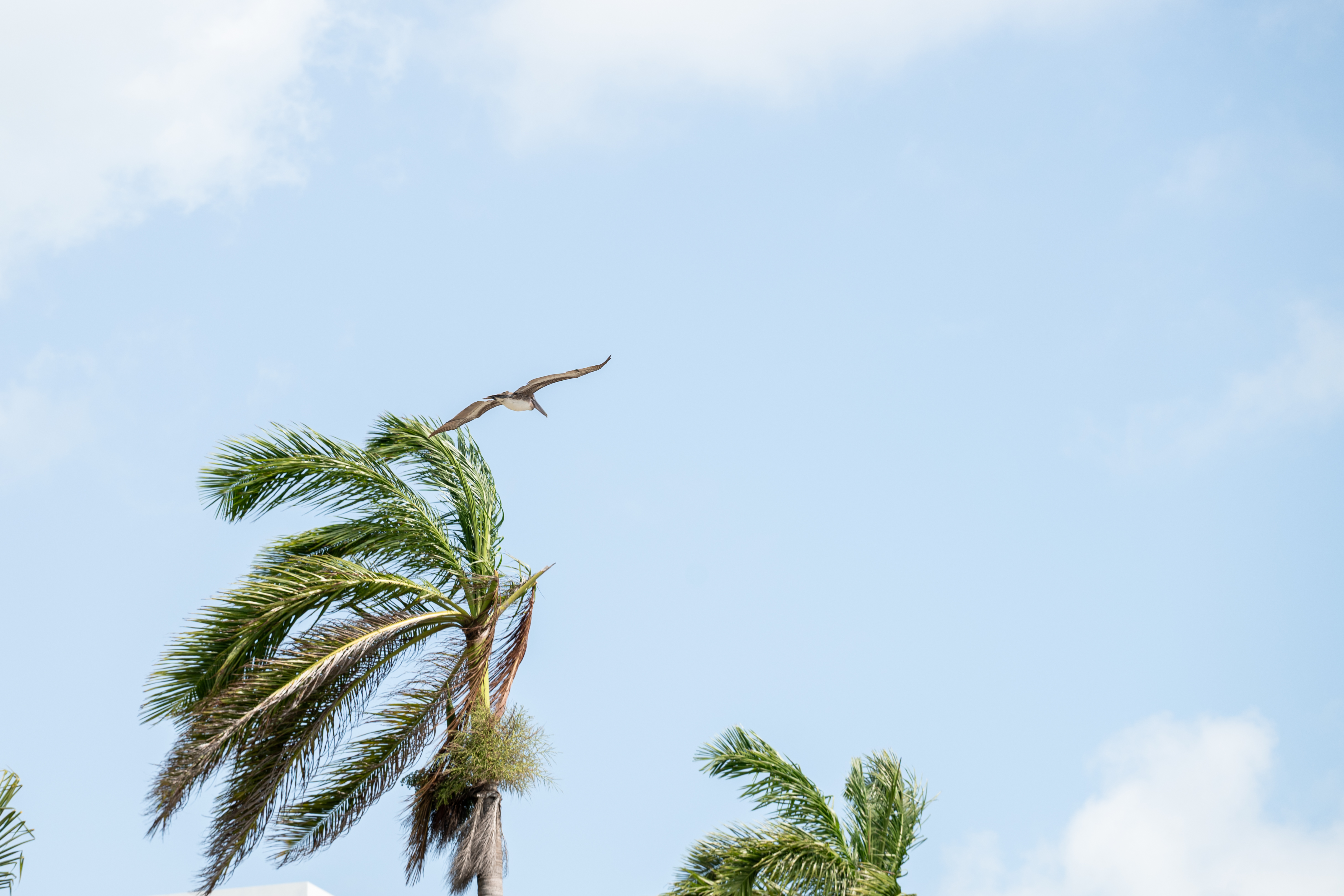 bird flying over palms