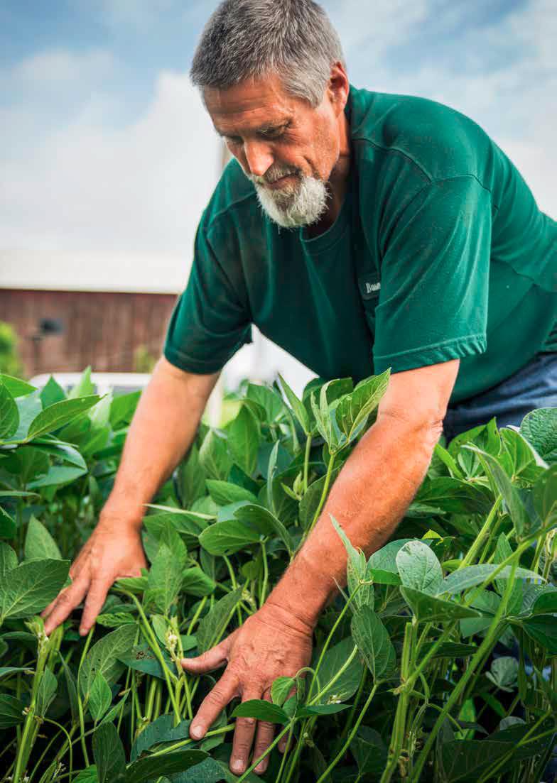 Closely cropped photo of a man in a green shirt bending over a row of crops. The leafy green plants reach up to his elbow.