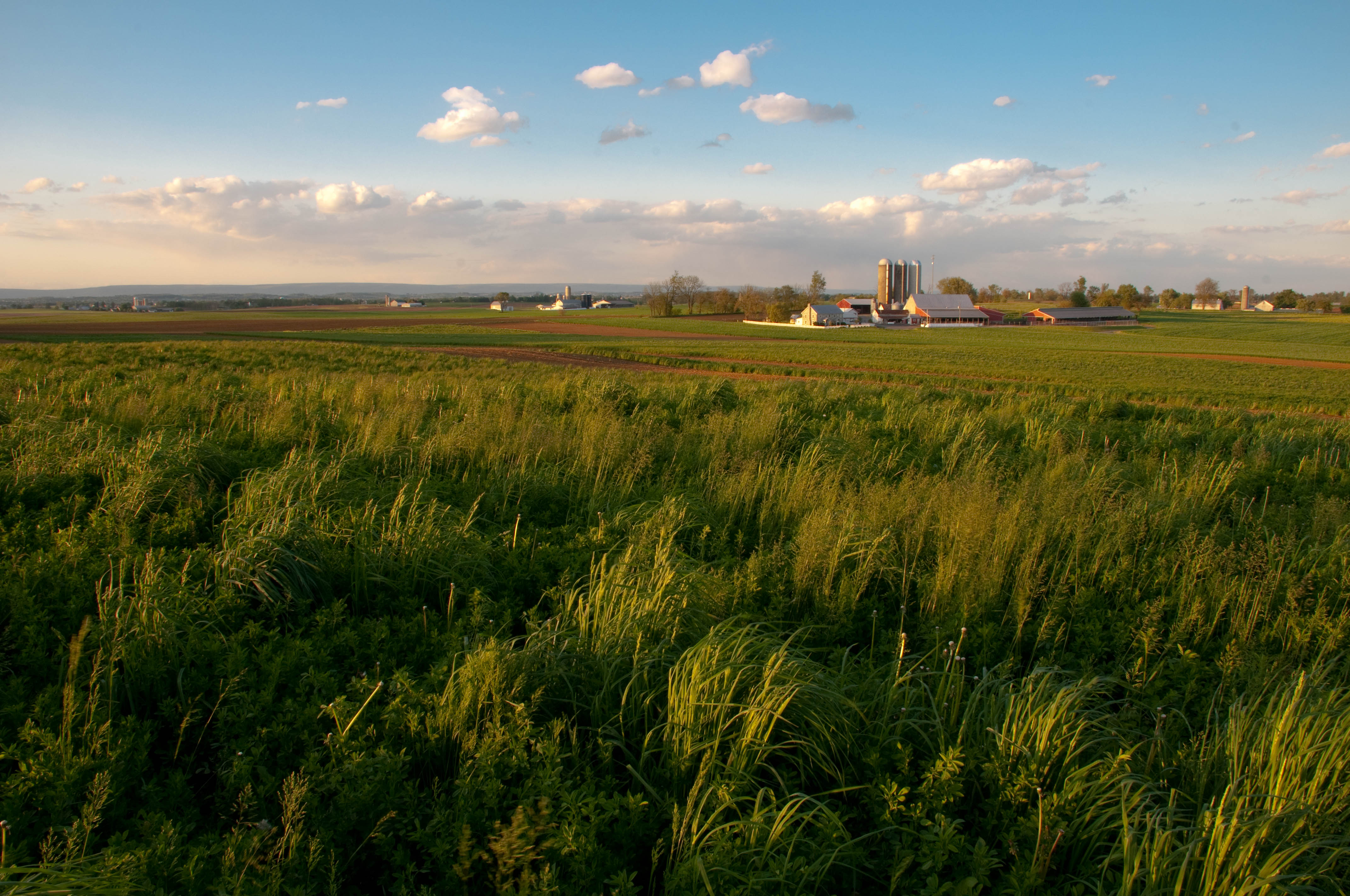 Tall grasses grow in the foreground at the edge of cultivated fields. Farm buildings and tall silos rise in the background.