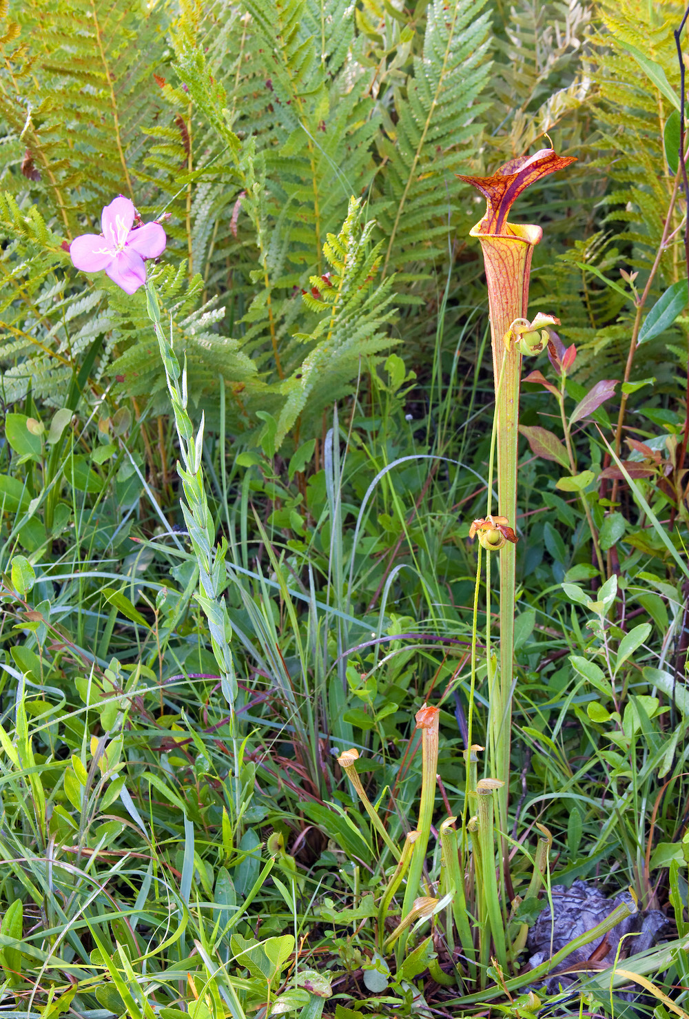 One large pitcher plant stands above smaller plants on a grassy forest floor.