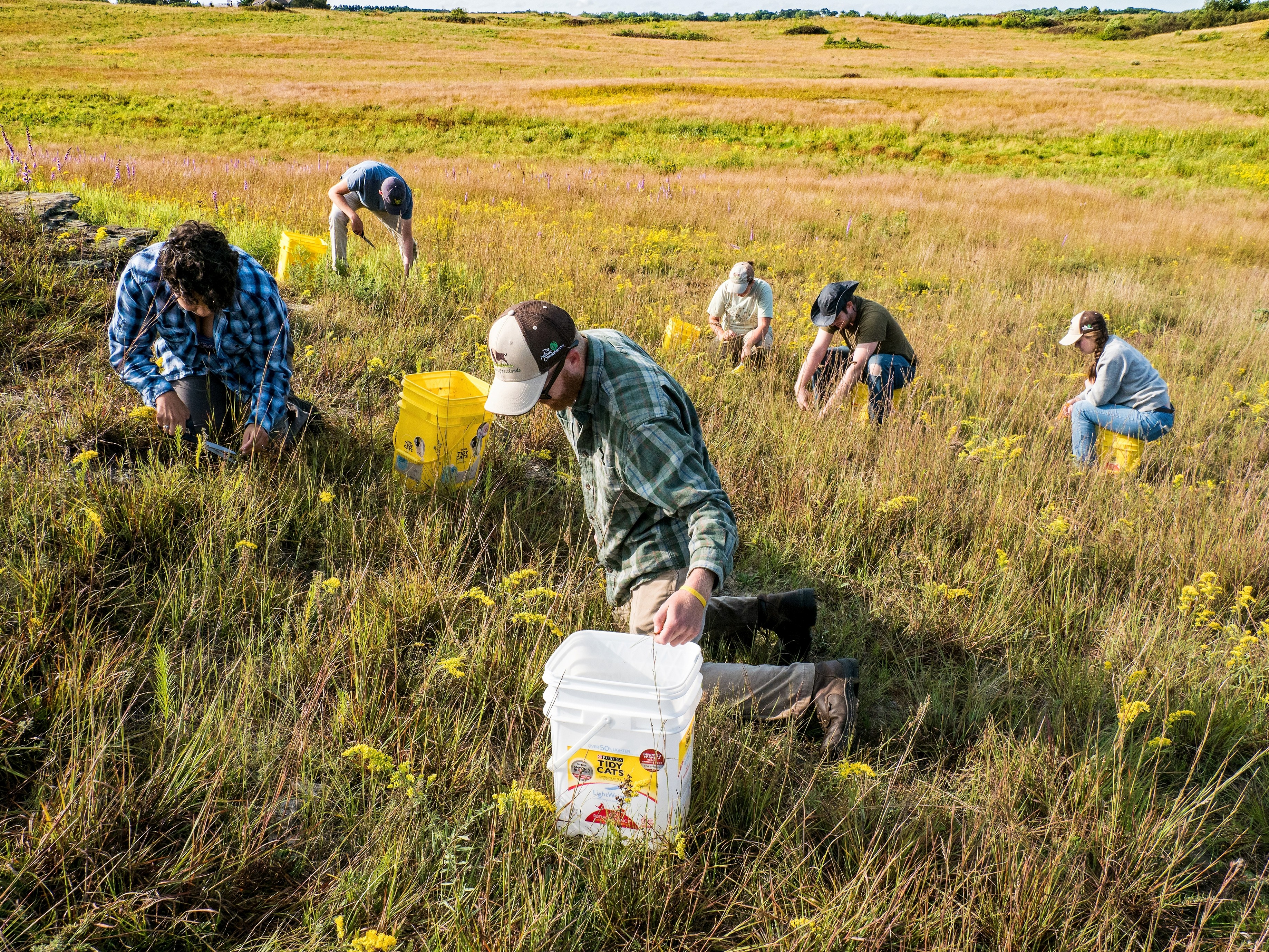 Six people collecting seeds into kitty litter buckets in a grassy field.  