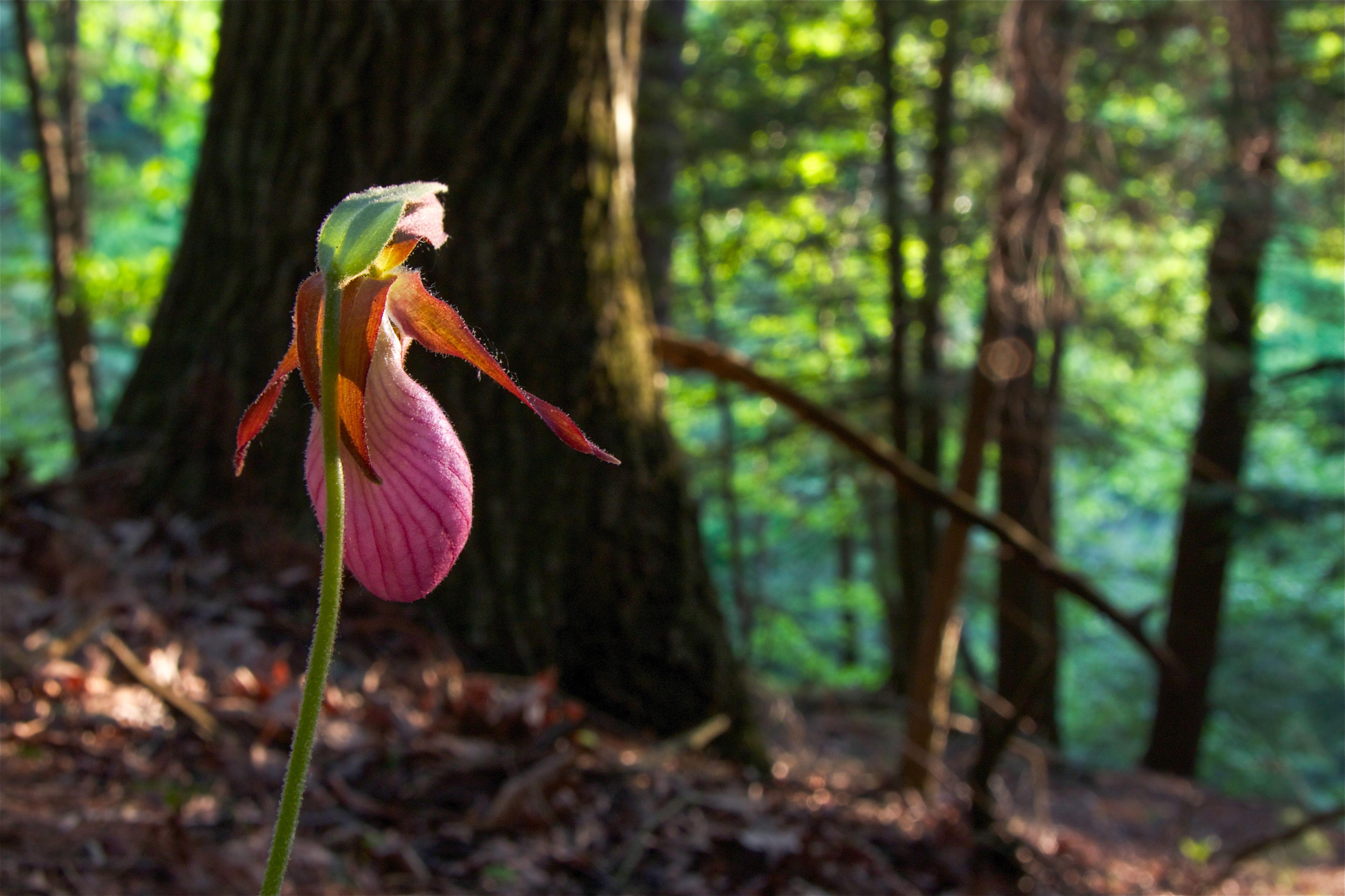 A pink flower emerges from a forest floor.