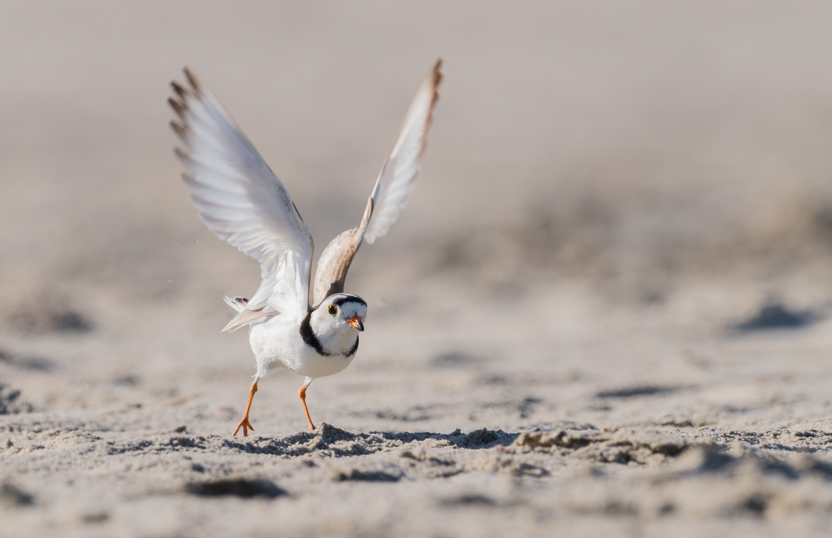 Piping plover gets ready for takeoff on a beach.